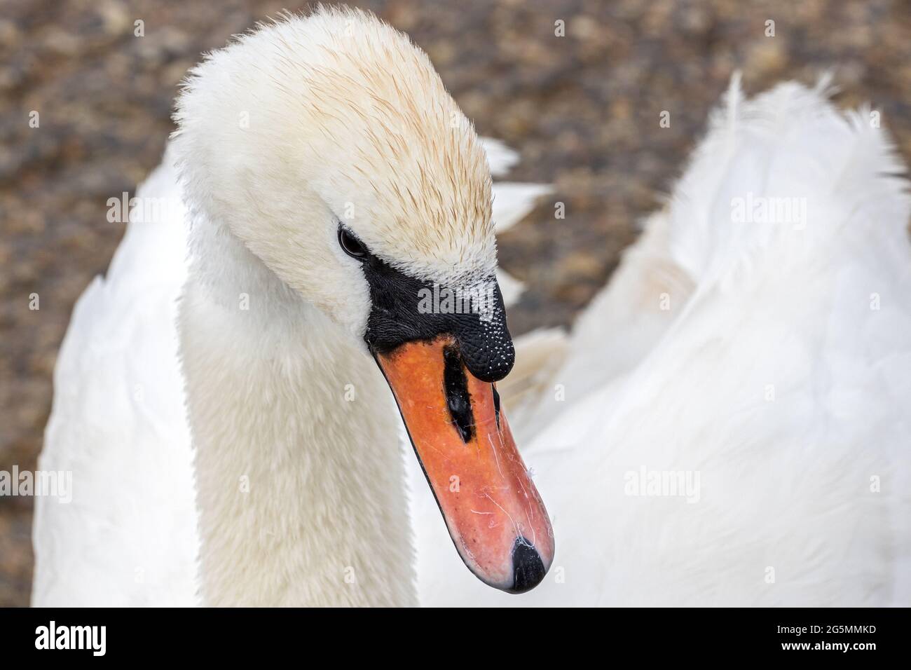 Mâle Mute Swan, Cygnus olor, Abbotsbury Swannery, Abbotsbury, Dorset, ROYAUME-UNI Banque D'Images