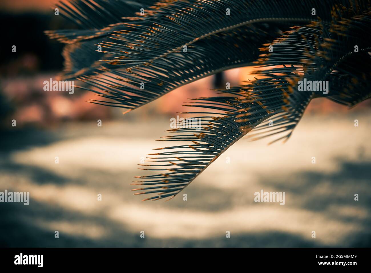 branches d'arbres tropicaux frais avec feuilles en gros plan sous le soleil d'été Banque D'Images
