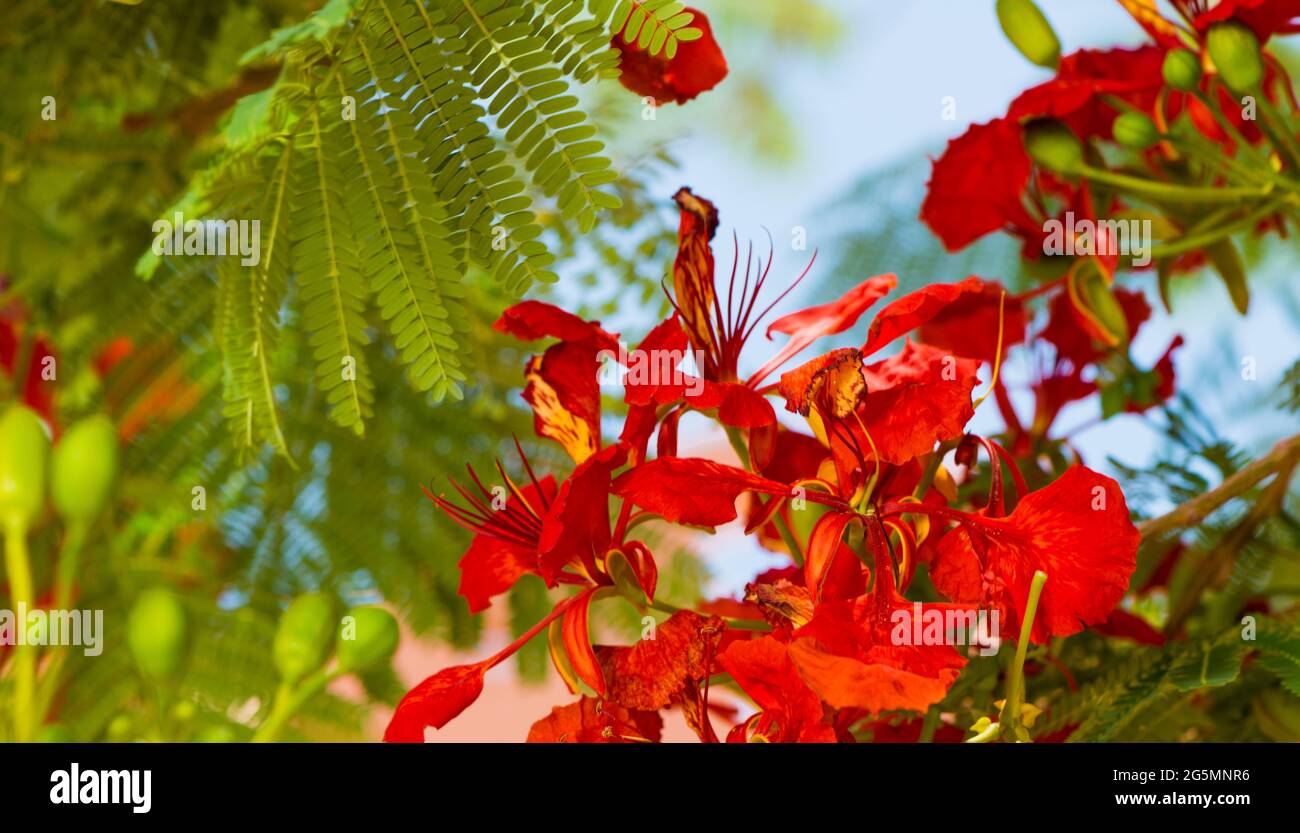 branches d'arbres tropicaux frais avec feuilles en gros plan sous le soleil d'été Banque D'Images