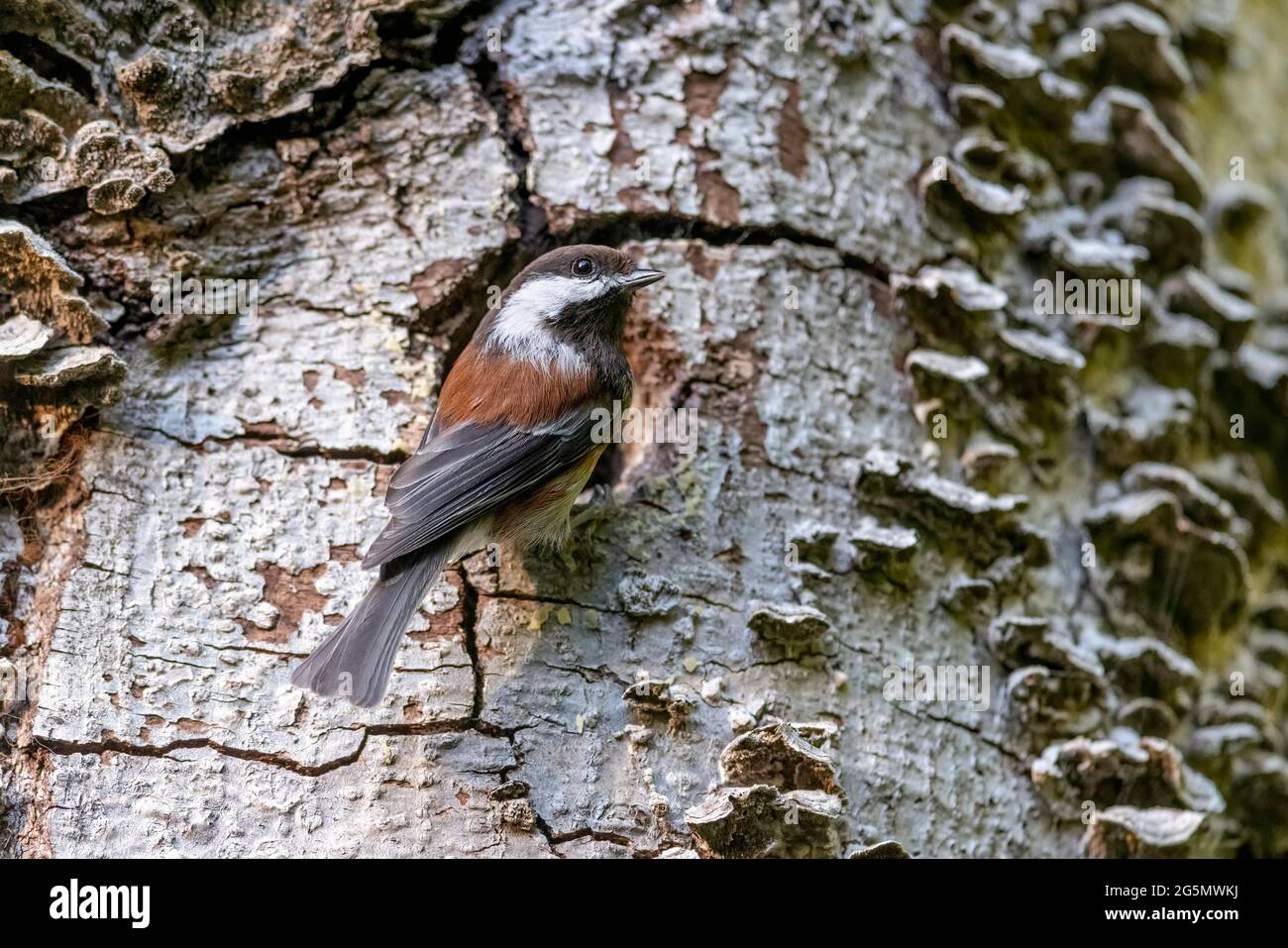 Chickadee soutenu par le châtaignier à Vancouver BC Canada Banque D'Images