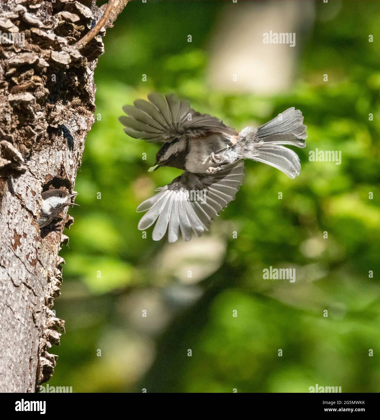 Le Chickadee, soutenu par le châtaignier, niche à Vancouver, C.-B., Canada Banque D'Images