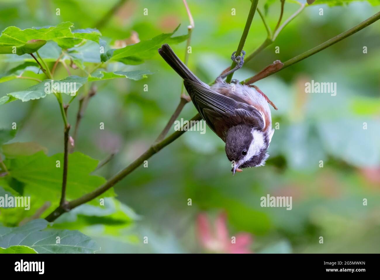 Chickadee soutenu par le châtaignier à Vancouver BC Canada Banque D'Images