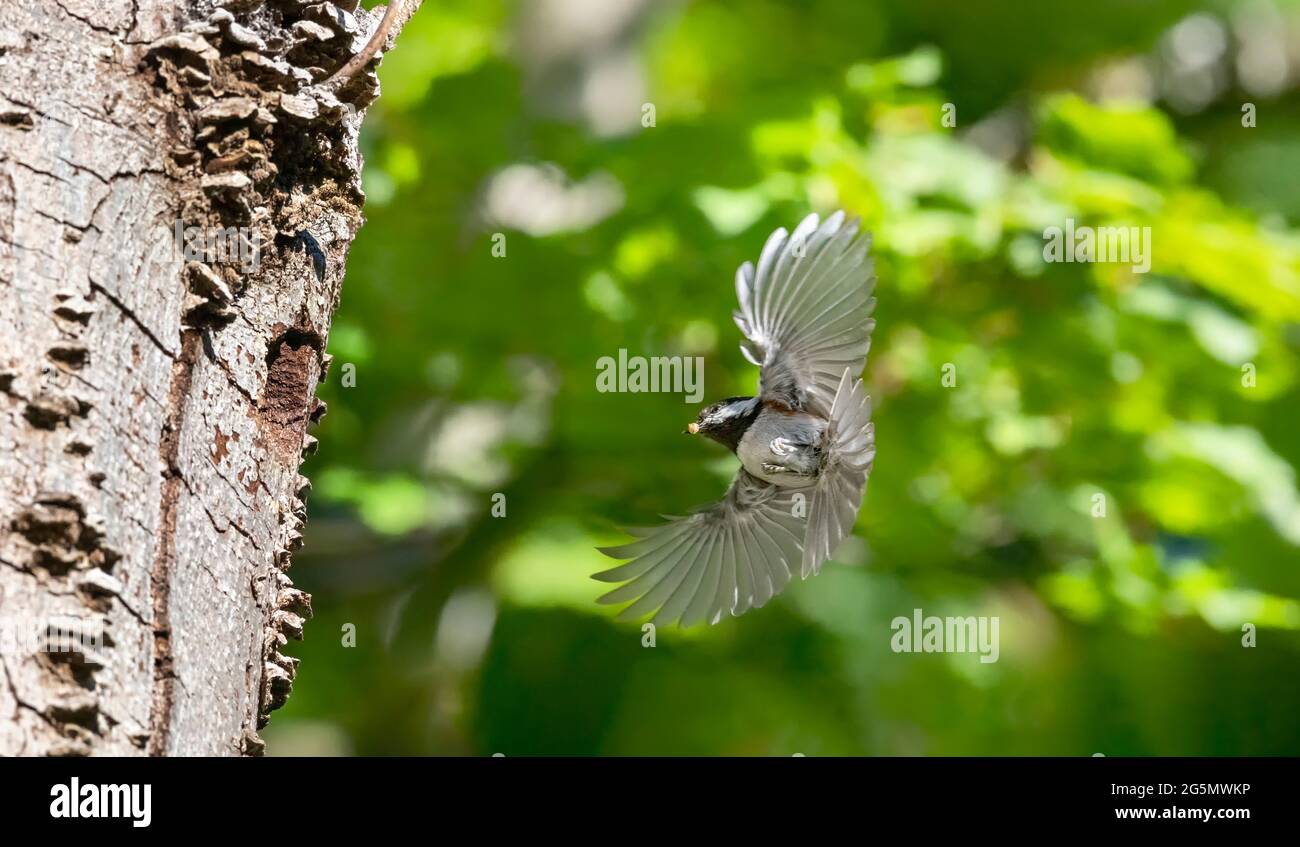 Le Chickadee, soutenu par le châtaignier, niche à Vancouver, C.-B., Canada Banque D'Images