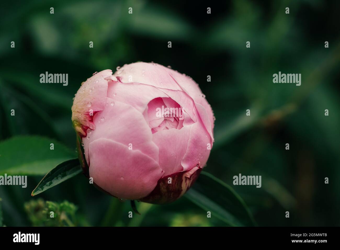 Belles fleurs roses fraîches et bourgeons grands pivoines avec des gouttes après la pluie gros plan Banque D'Images