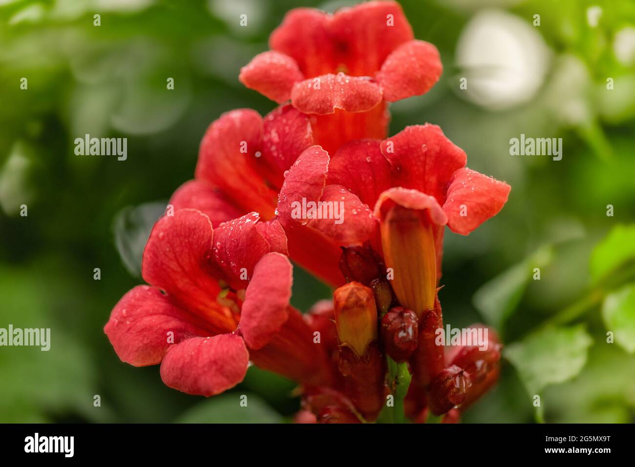 Arbuste Tecoma couleur orange plante à fleurs avec fond vert. tecoma. Campsis tekoma rouge. Banque D'Images