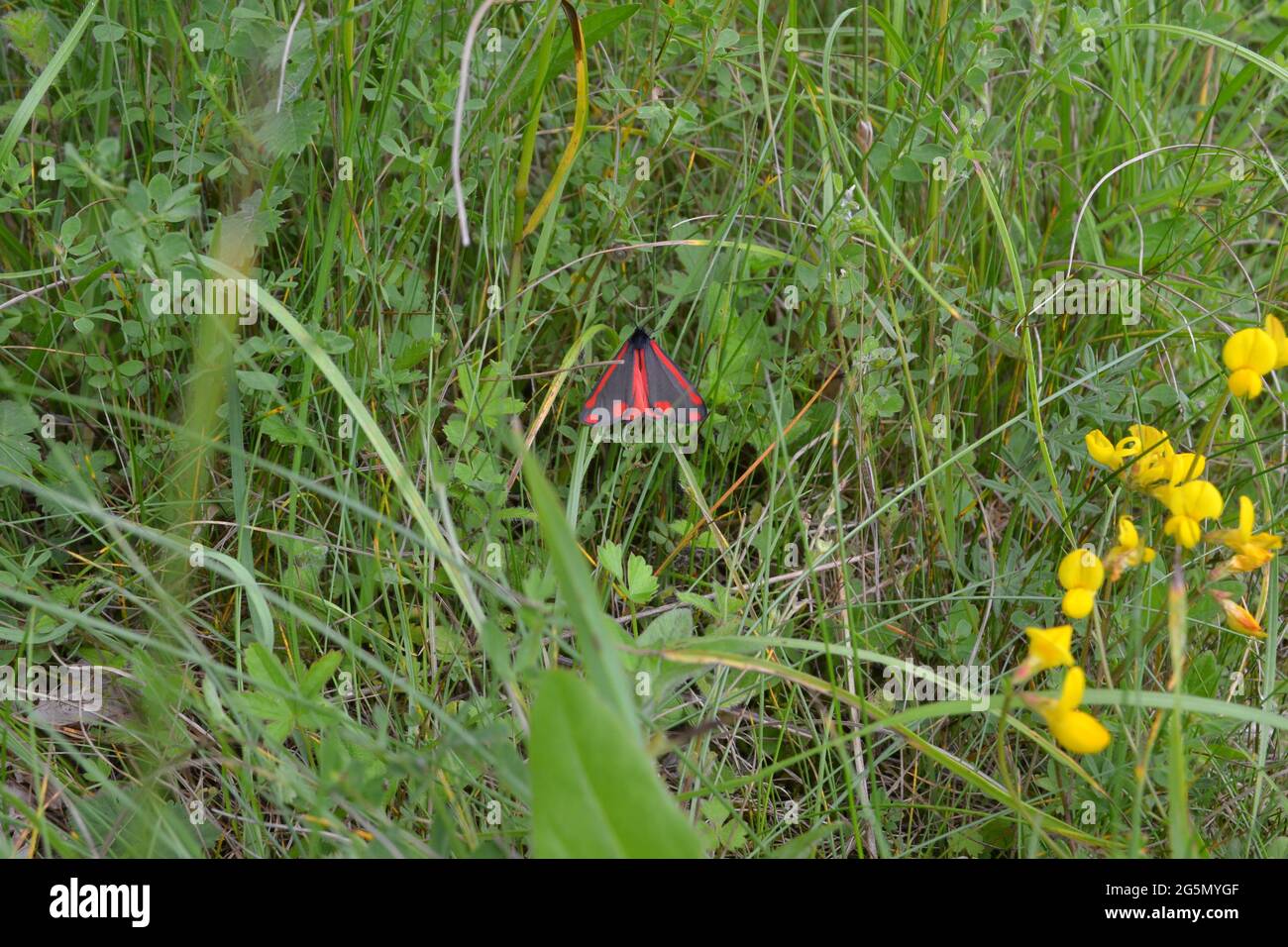 Une Moth cinnabar dans l'herbe et les fleurs d'huile de trefoil les plus oiseaux dans le Kent, North Downs près de Shoreham, Darent Valley. Un magnifique papillon noir, gris et rouge Banque D'Images