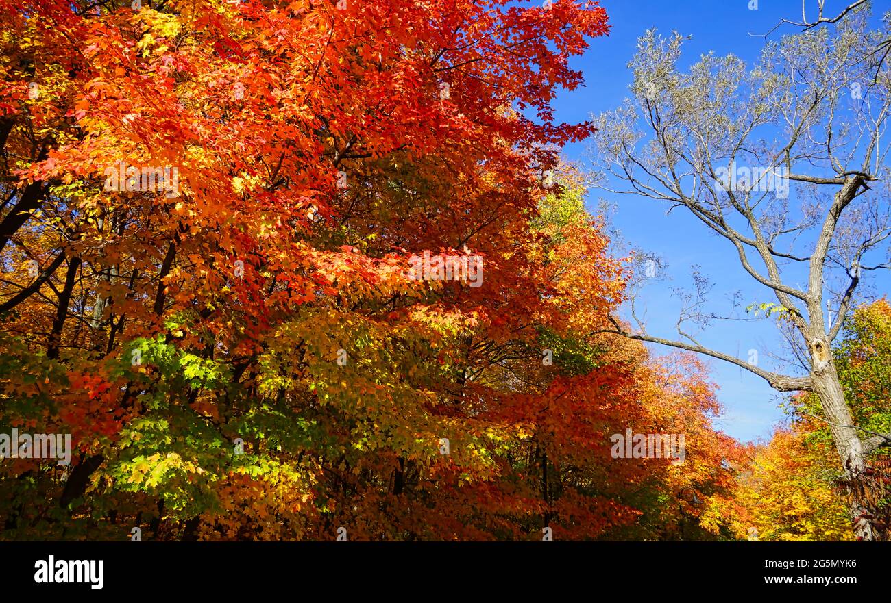 Belles feuilles d'érable colorées en automne. C'est une saison romantique. Le Parc des chutes Montmorency (Parc de la chute-Montmorency), Québec, Canada, 2016. Banque D'Images