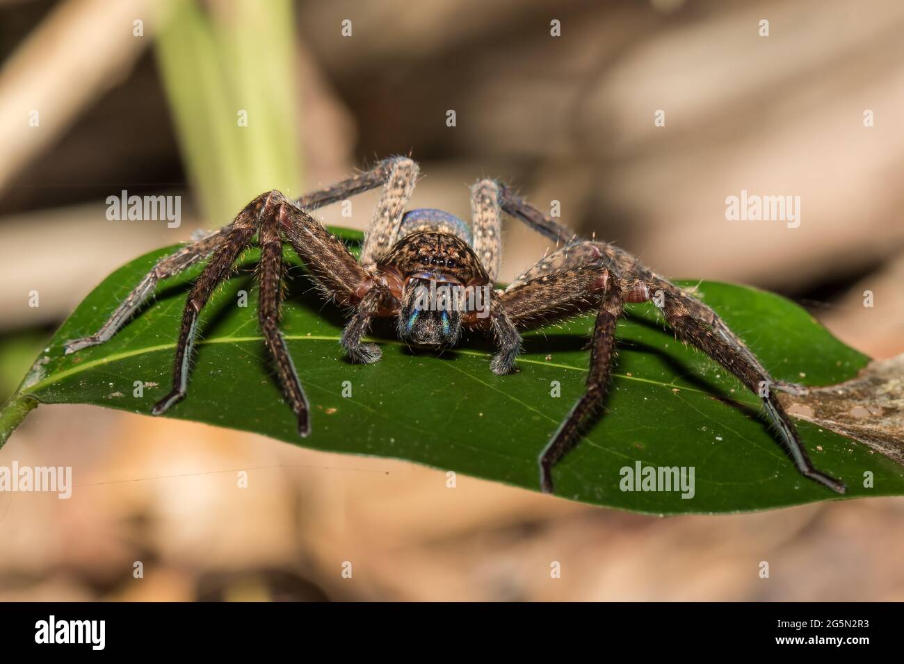 Huntsman Spider reposant sur une feuille verte Banque D'Images