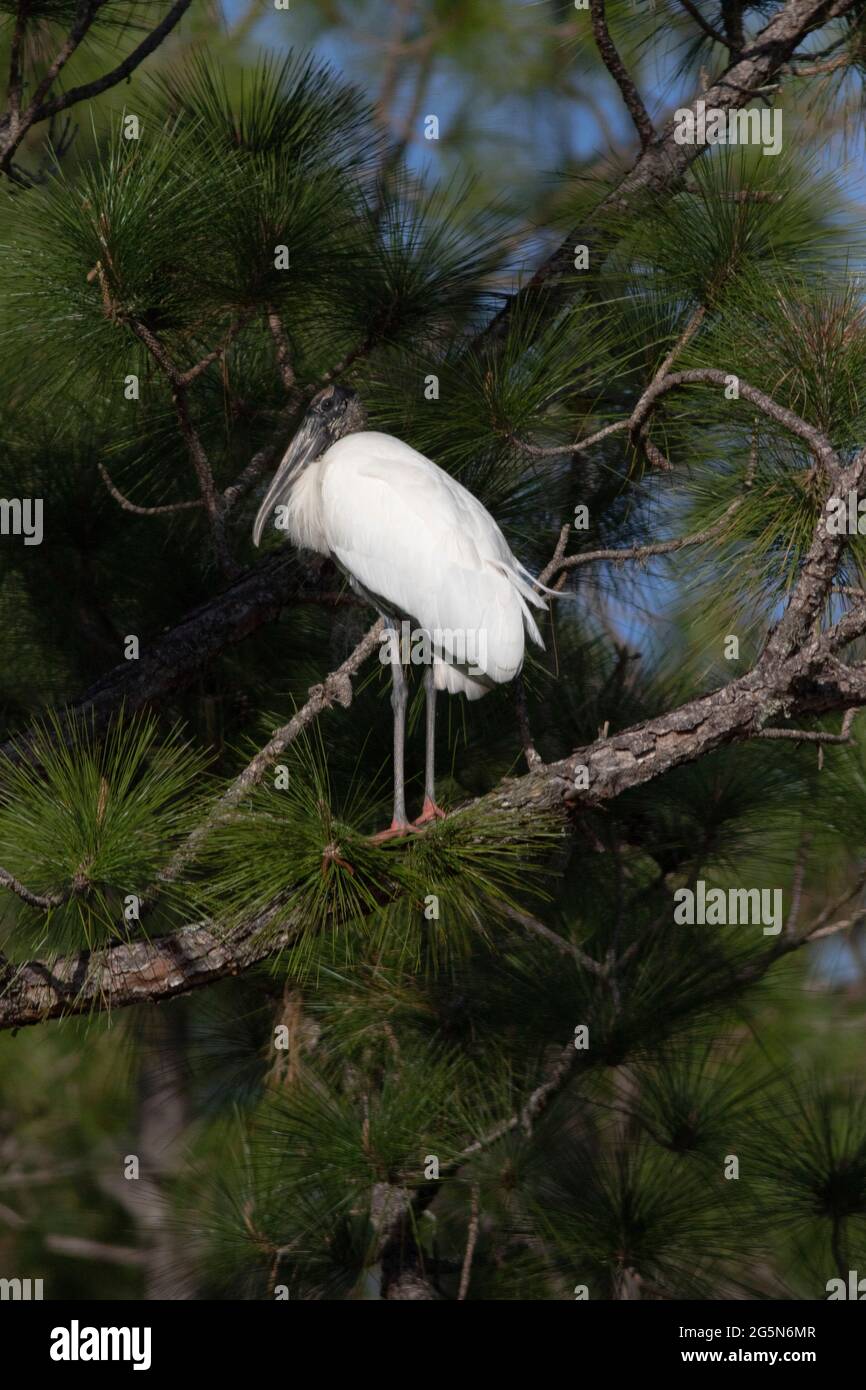 Un porc de bois adulte, Mycteria americana, est perché dans un pin de Floride. Banque D'Images