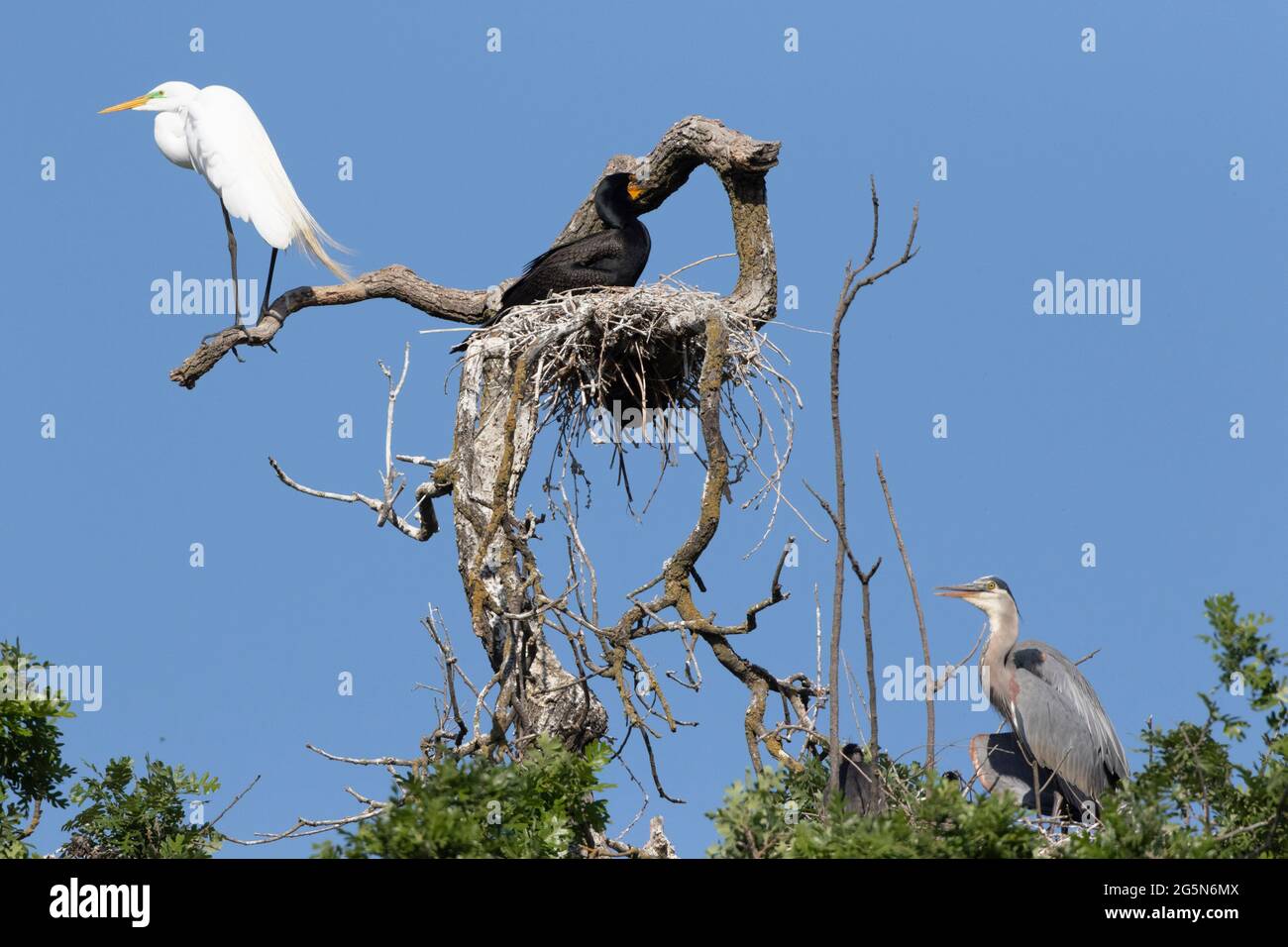 Trois espèces d'oiseaux mangeant des poissons perchent et nichent dans des arbres morts le long de la rivière San Joaquin en Californie, sur le NWR de San Luis. Une image unique. Banque D'Images