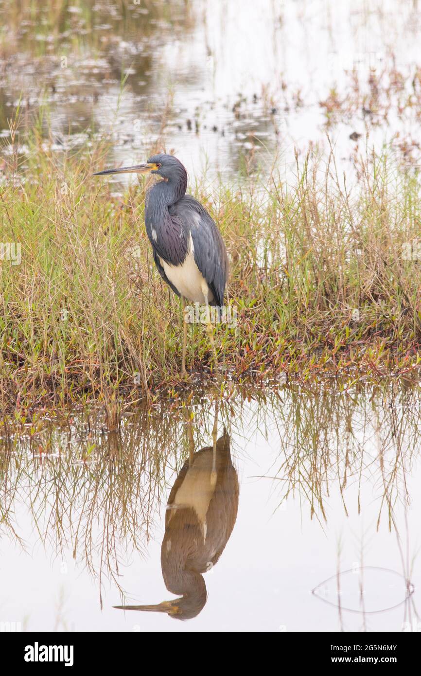 Un héron tricolore adulte dans un plumage reproducteur, Egretta tricolor, se reflète dans un milieu humide de Floride. Banque D'Images