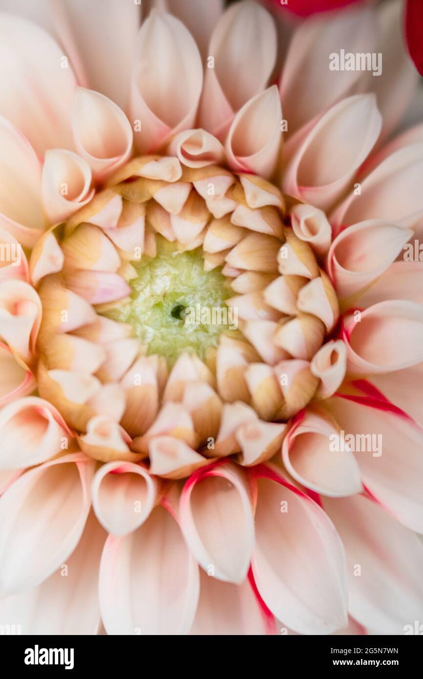 Dahlia rose pastel, photos détaillées de pétales avec macro gros plan du centre de la fleur. Banque D'Images