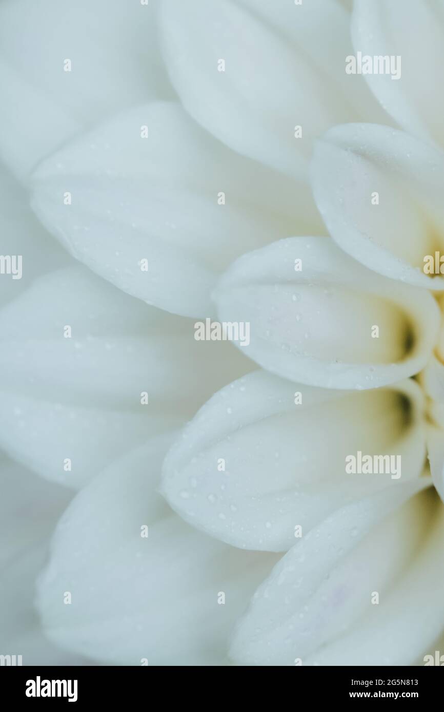 Dahlia blanc et crème, photos détaillées de pétales avec macro gros plan du centre de la fleur. Banque D'Images