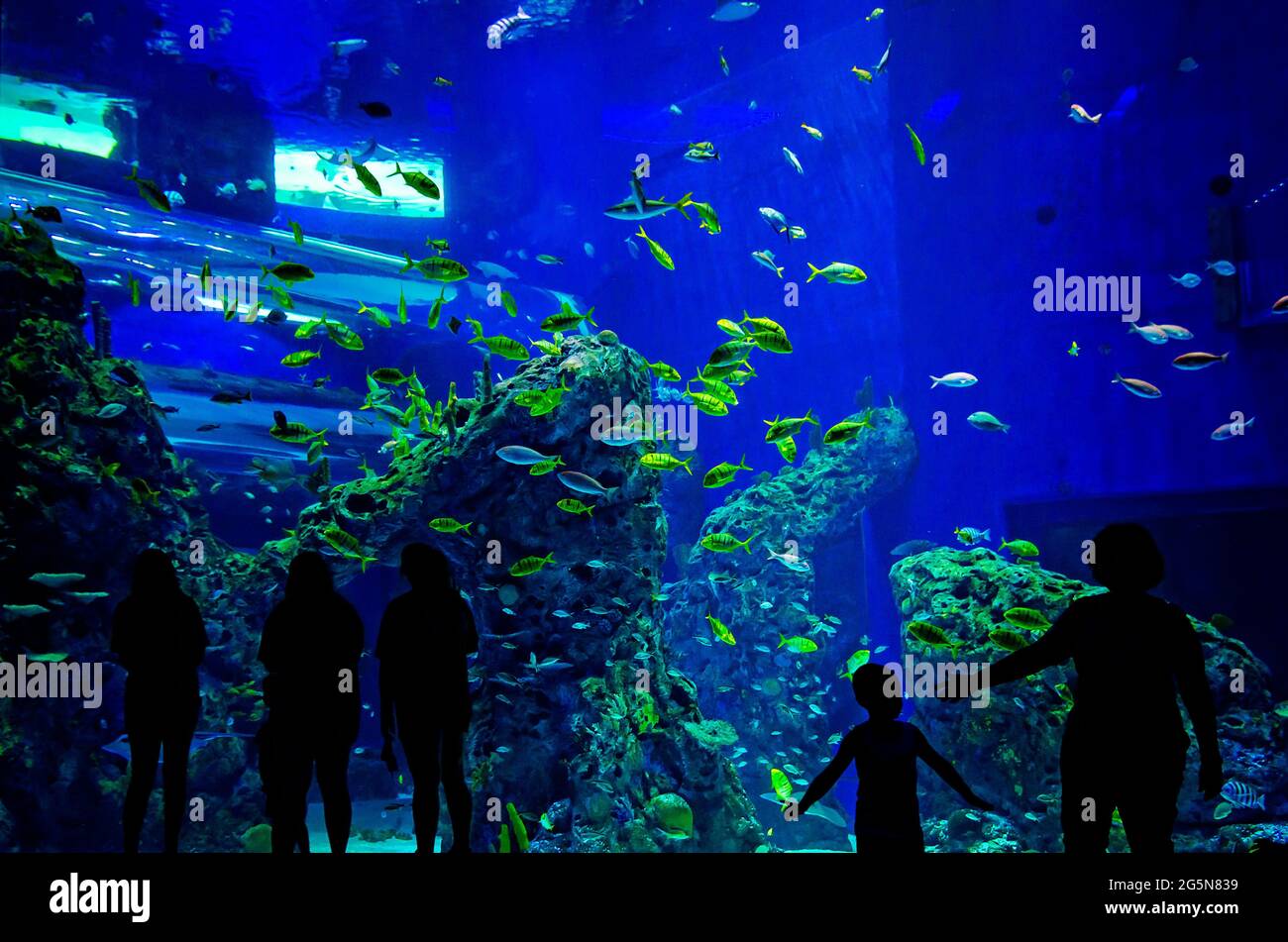 Un grand aquarium pleine de poissons de l'Atlantique offre aux visiteurs une expérience immersive à l'aquarium du Mississippi. Banque D'Images