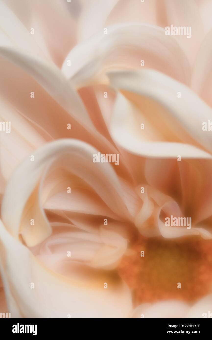 Pêche, Dahlia pastel rose clair, photos détaillées de pétales avec macro gros plan du centre de la fleur. Banque D'Images
