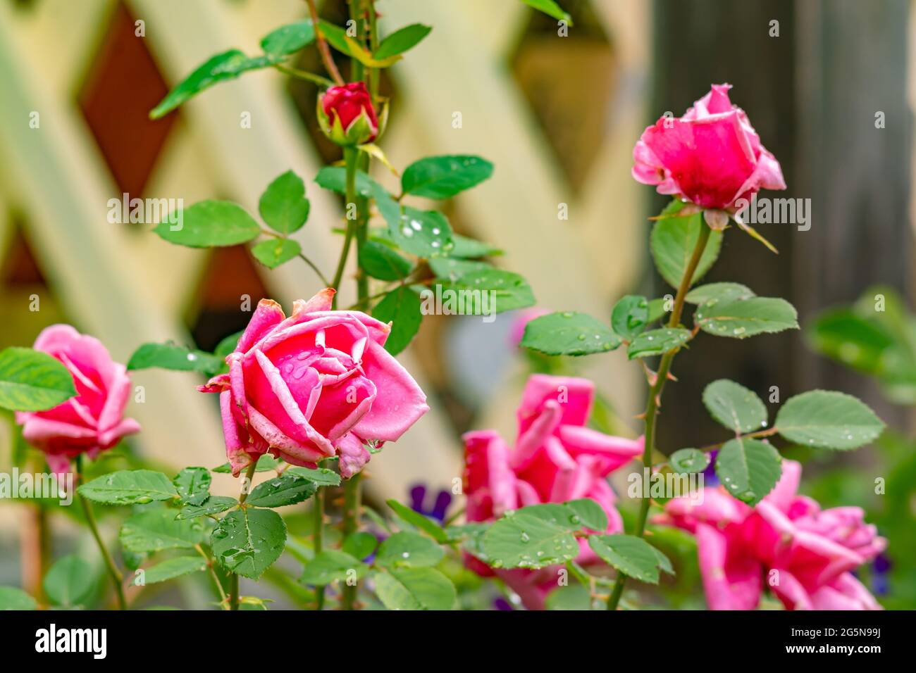 vue de grandes bourgeons de roses écarlate, dont les pétales commencent à s'affaiblir, sur le fond du mur d'une maison de campagne en bois Banque D'Images