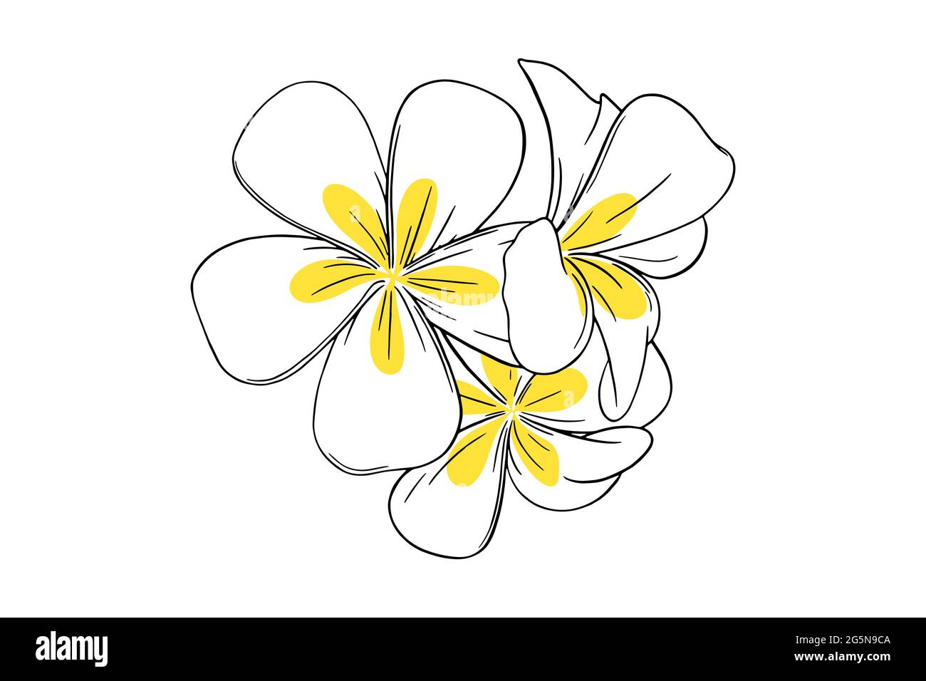 Frangipani ou fleurs tropicales de la plumeria. Frangipani jaune et blanc isolé sur fond blanc. Illustration vectorielle Illustration de Vecteur