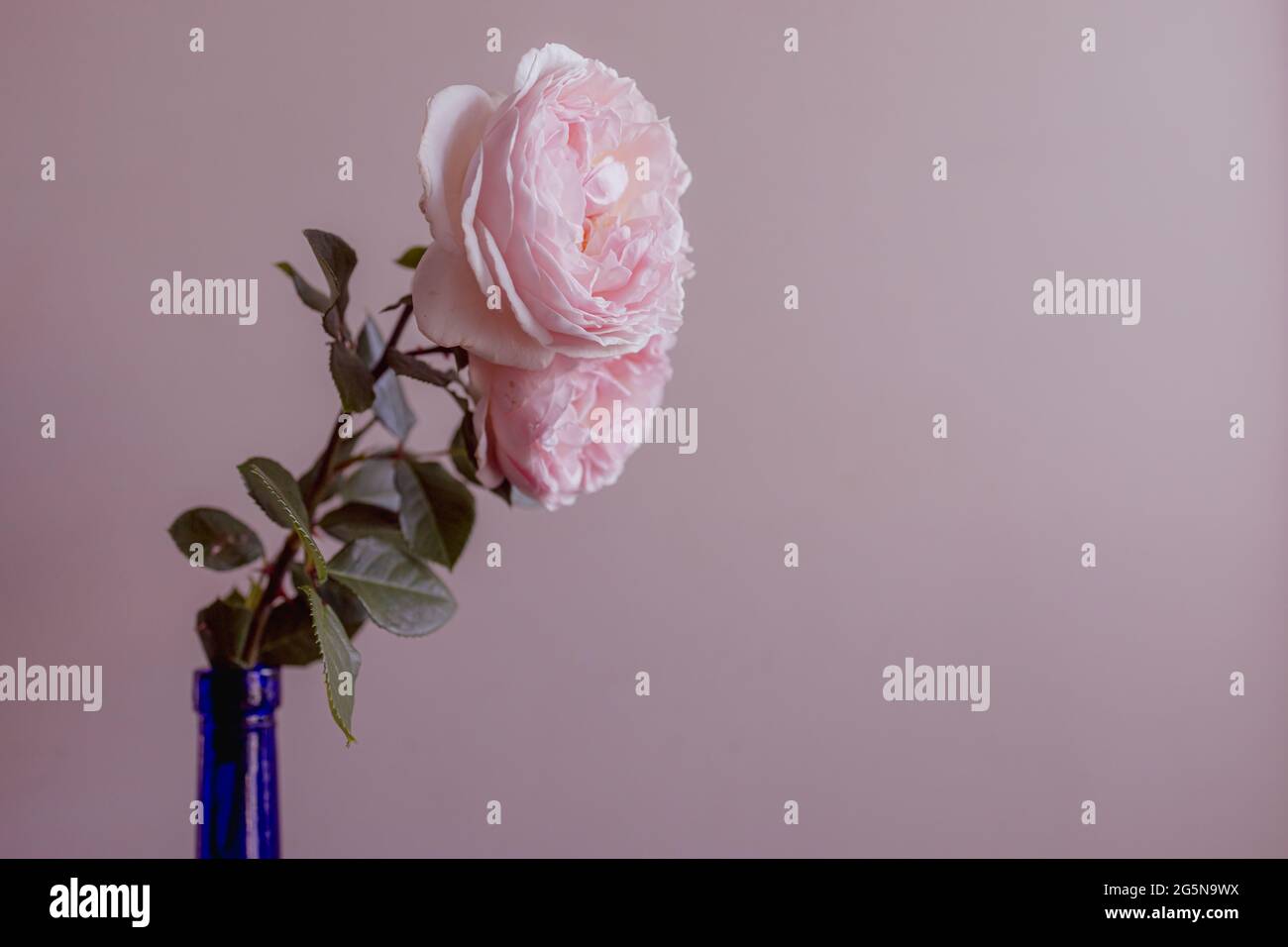 Tige unique de roses roses roses avec un fond rose et un espace de copie Banque D'Images