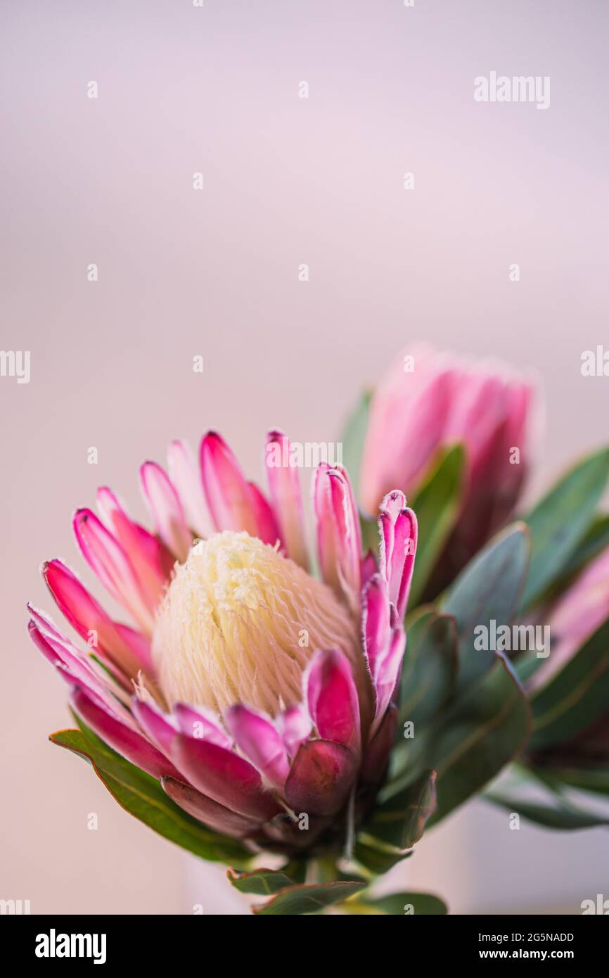 Protea rose simple, tête de fleur isolée, objet isolé avec centre blanc et espace de copie avec un fond rose pail. Banque D'Images