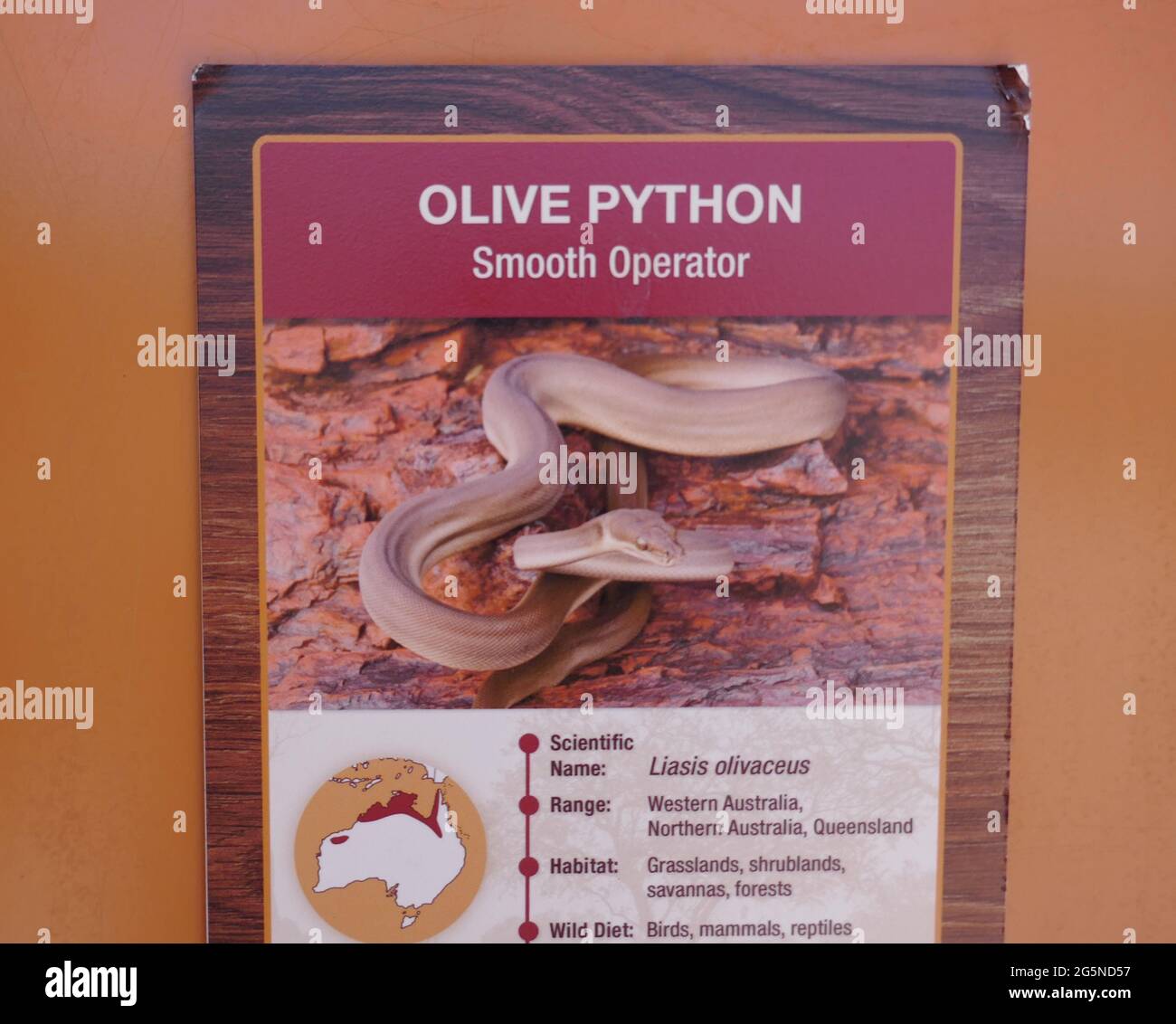 Palm Desert, Californie, États-Unis 24 juin 2021 UNE exposition sur l'atmosphère des Olive Python au Living Desert Zoo & Gardens le 24 juin 2021 à Palm Desert, Californie, États-Unis. Photo par Barry King/Alay stock photo Banque D'Images