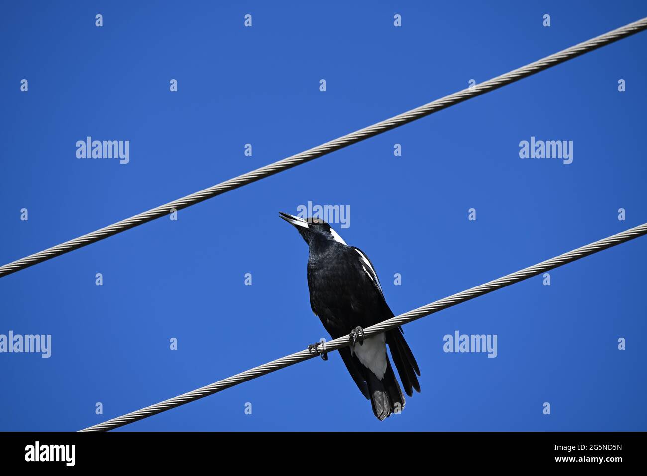 Un magpie australienne perché sur des lignes électriques, les saisissant fermement, tout en chantant, avec un ciel bleu clair en arrière-plan Banque D'Images