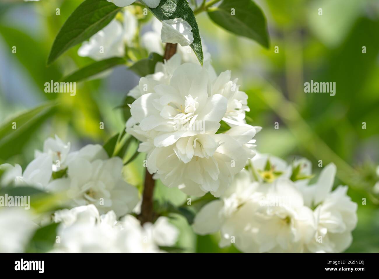 Le jasmin blanc fleurit sur un Bush, branche de jasmin de près Banque D'Images