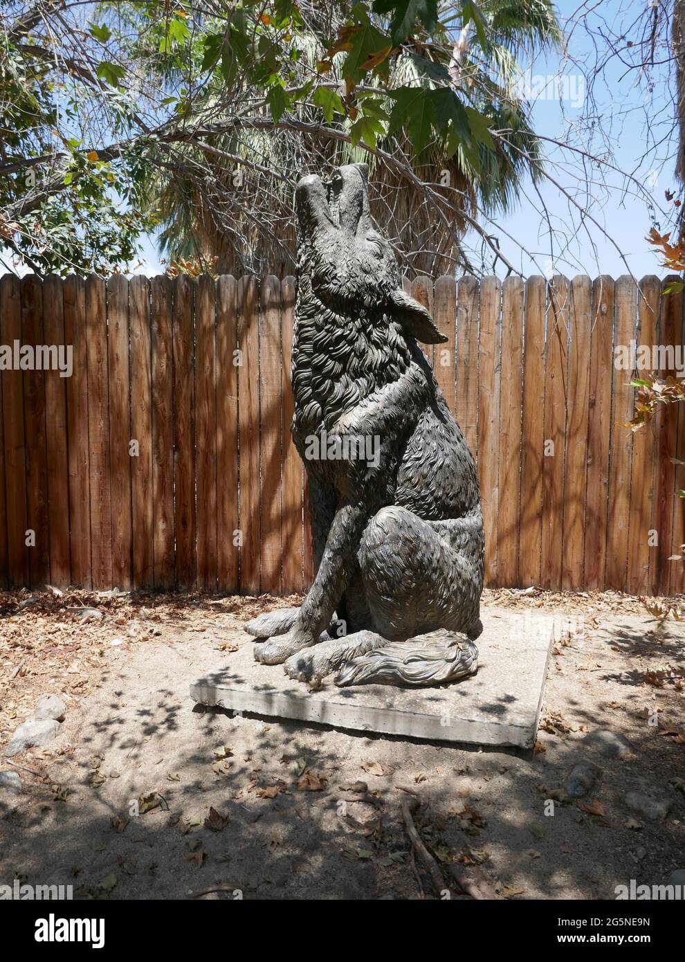 Palm Desert, Californie, États-Unis 24 juin 2021 UNE vue générale de l'atmosphère de la statue de Coyote au Living Desert Zoo & Gardens le 24 juin 2021 à Palm Desert, Californie, États-Unis. Photo par Barry King/Alay stock photo Banque D'Images