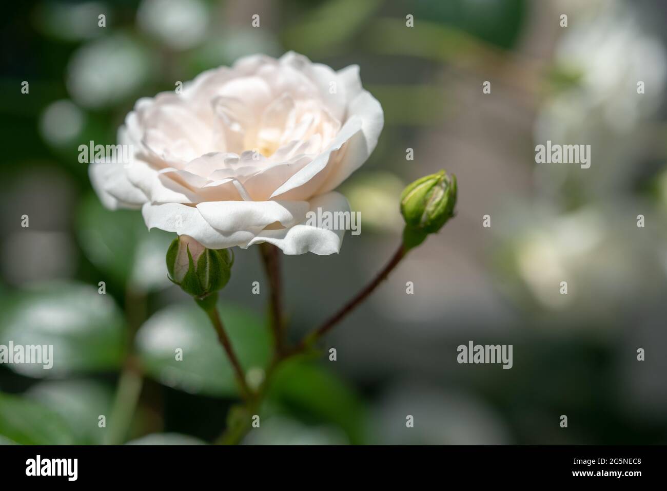 Photo macro de rose blanche dans un jardin, espace copie Banque D'Images