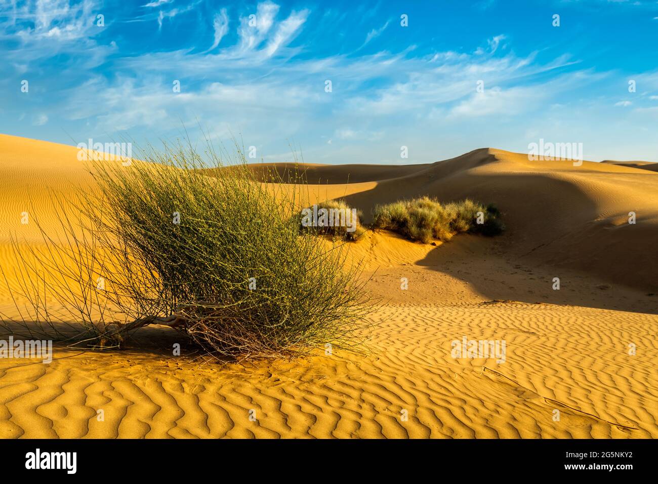 Sand dunes in desert Banque D'Images