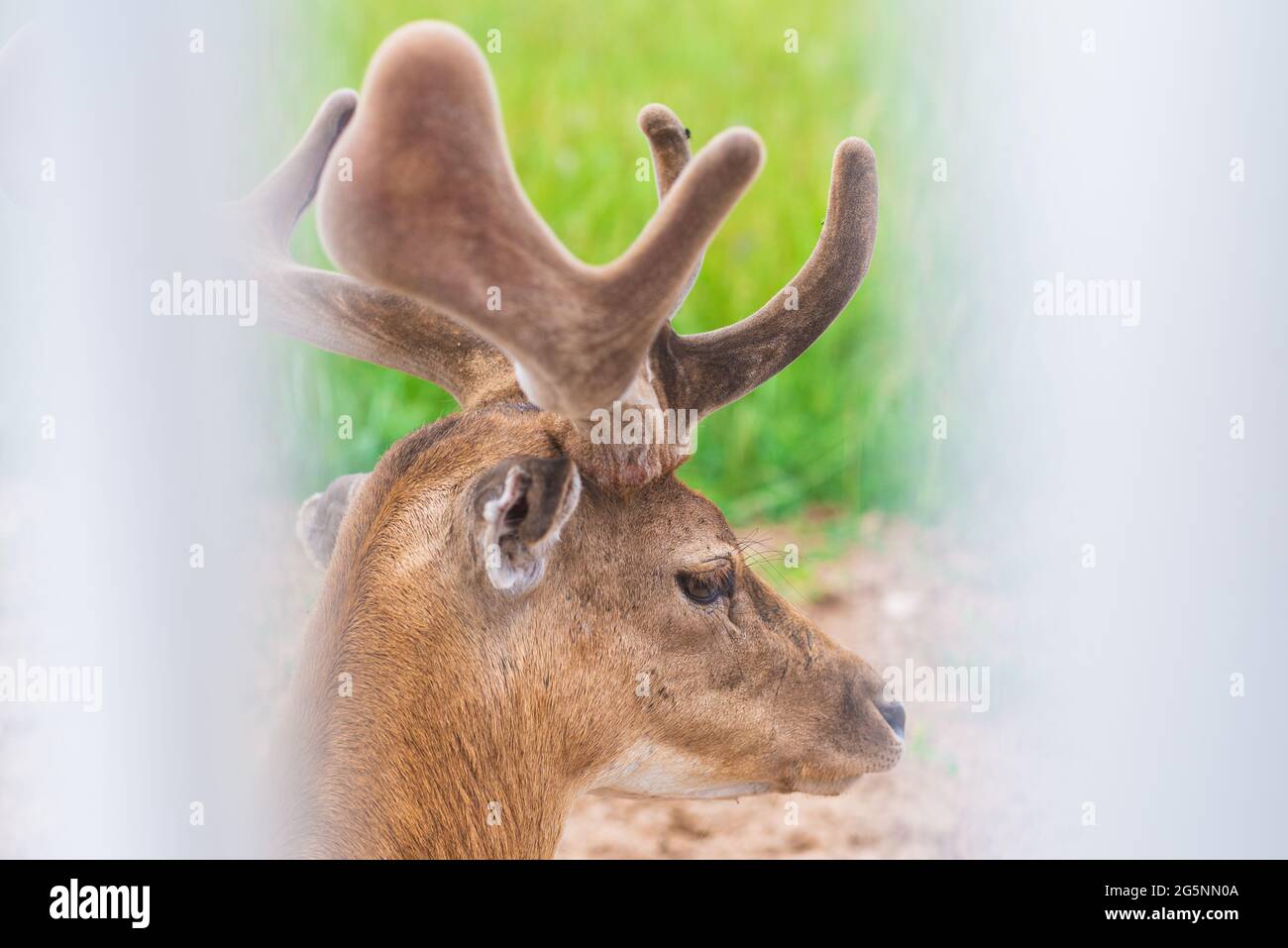 Magnifique cerf de l'axe du Chital brun en gros plan un jour d'été. Fond vert et blanc flou.espace de copie. Banque D'Images