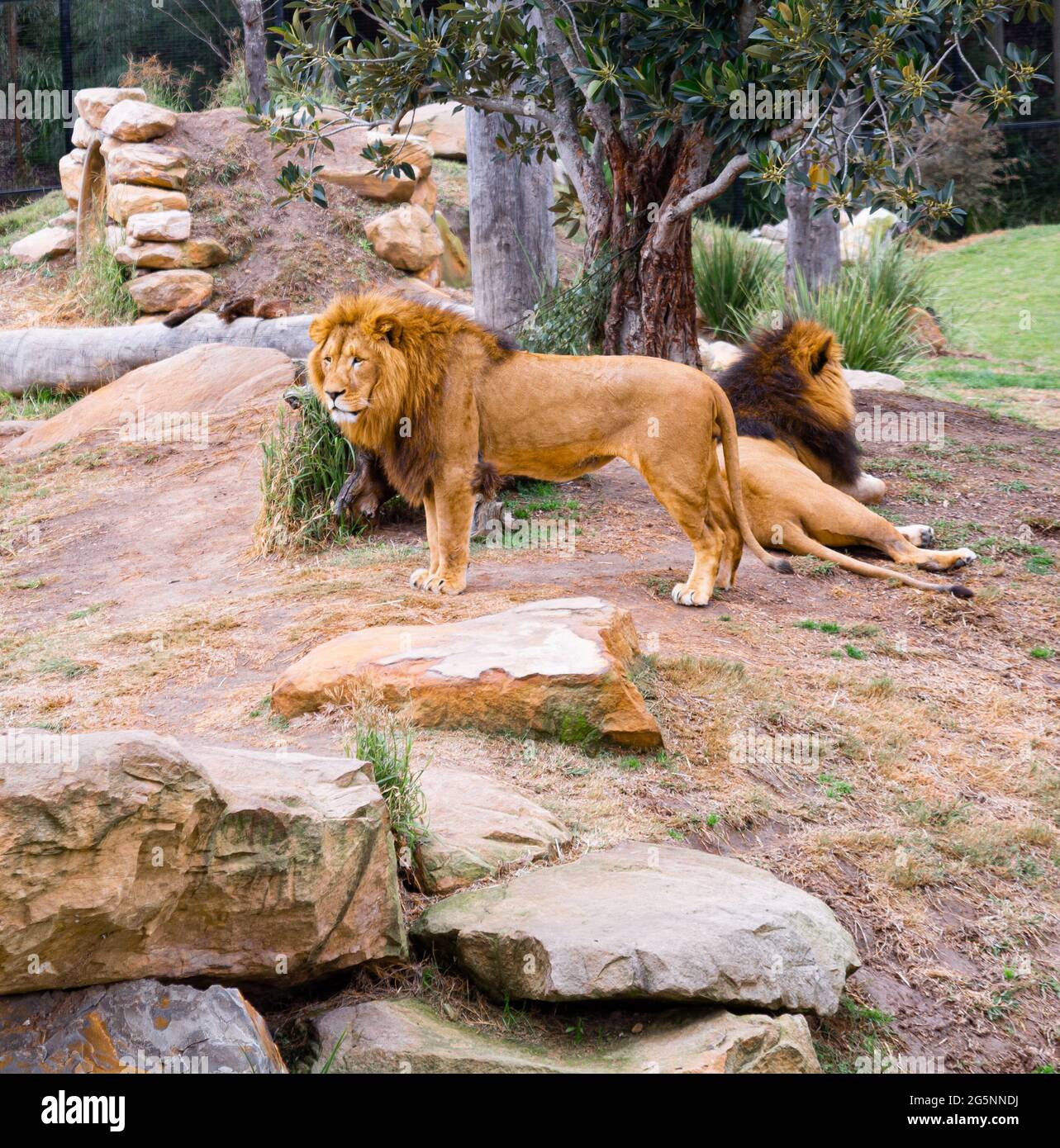 Lions sur le terrain Banque D'Images