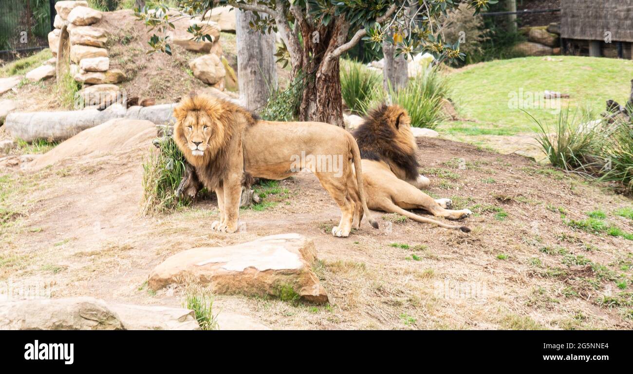 Lions sur le terrain Banque D'Images