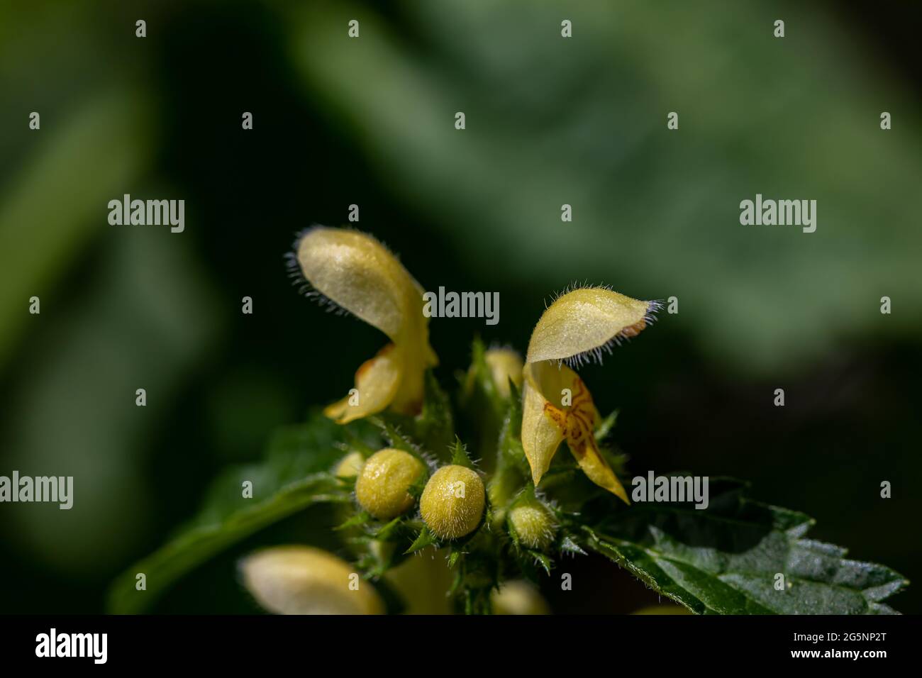 La fleur de larium galeobdolona en forêt Banque D'Images