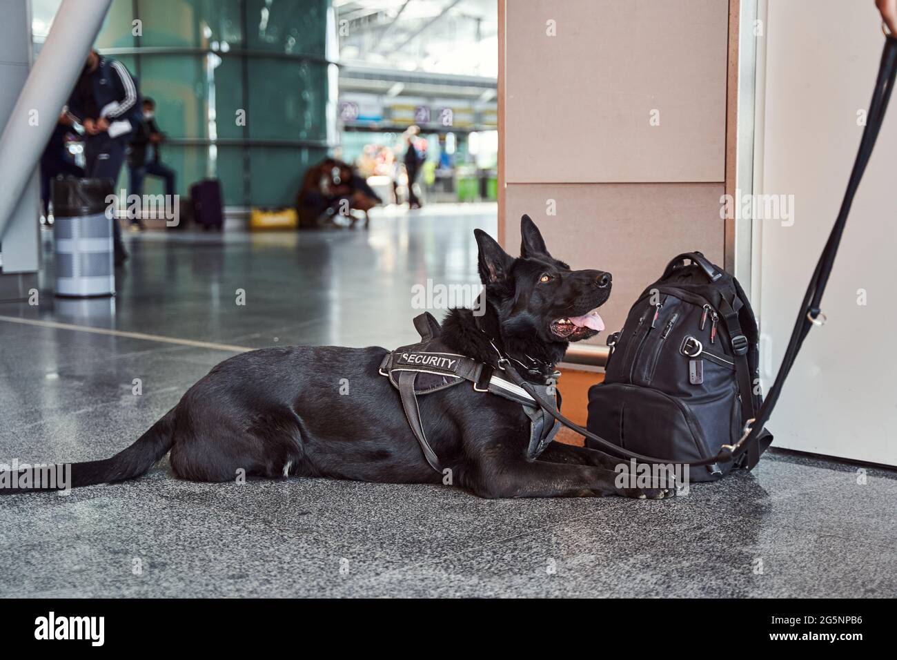 Chien de sécurité de la police reposant sur le sol dans le terminal de l'aéroport Banque D'Images