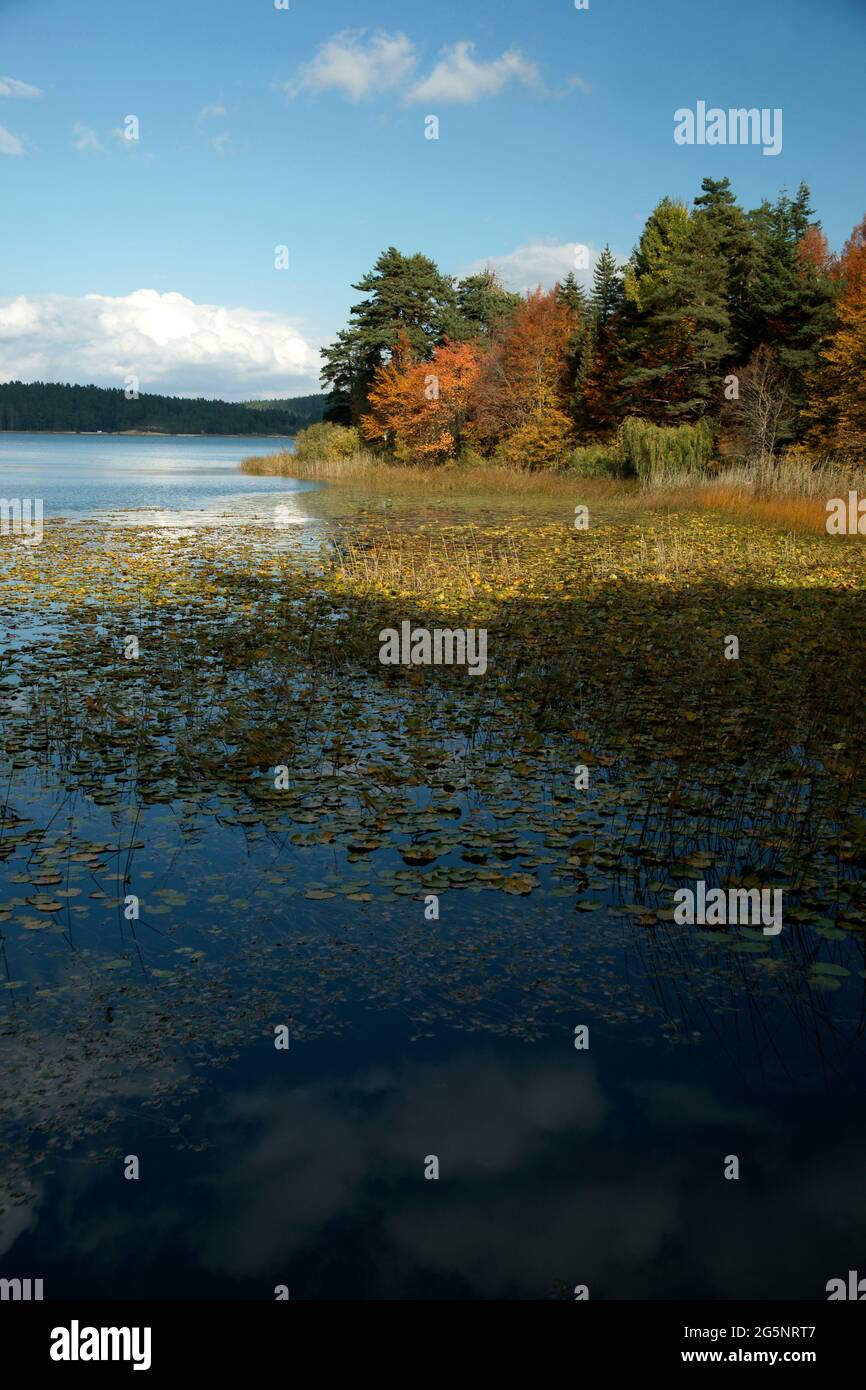 Belle photo qui capture le paysage de la nature hypnotisante à Abant Turquie. Le lac qui est plein d'automne part à Abant avec son incroyable représentant Banque D'Images