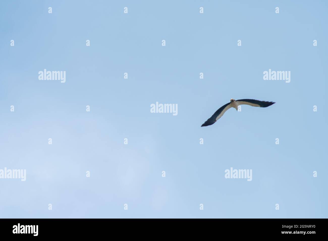 Aigle de mer à ventre blanc ou aigle de mer à poitrine blanche (Haliaeetus leucogaster) volant sur ciel bleu, Endau, Malaisie Banque D'Images