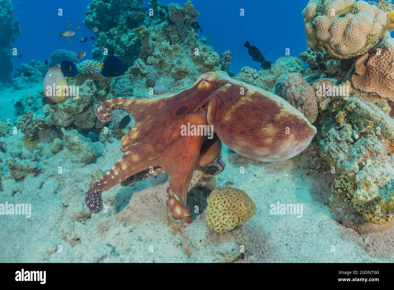 Poulpe, roi du camouflage dans la mer Rouge, Eilat Israël Banque D'Images