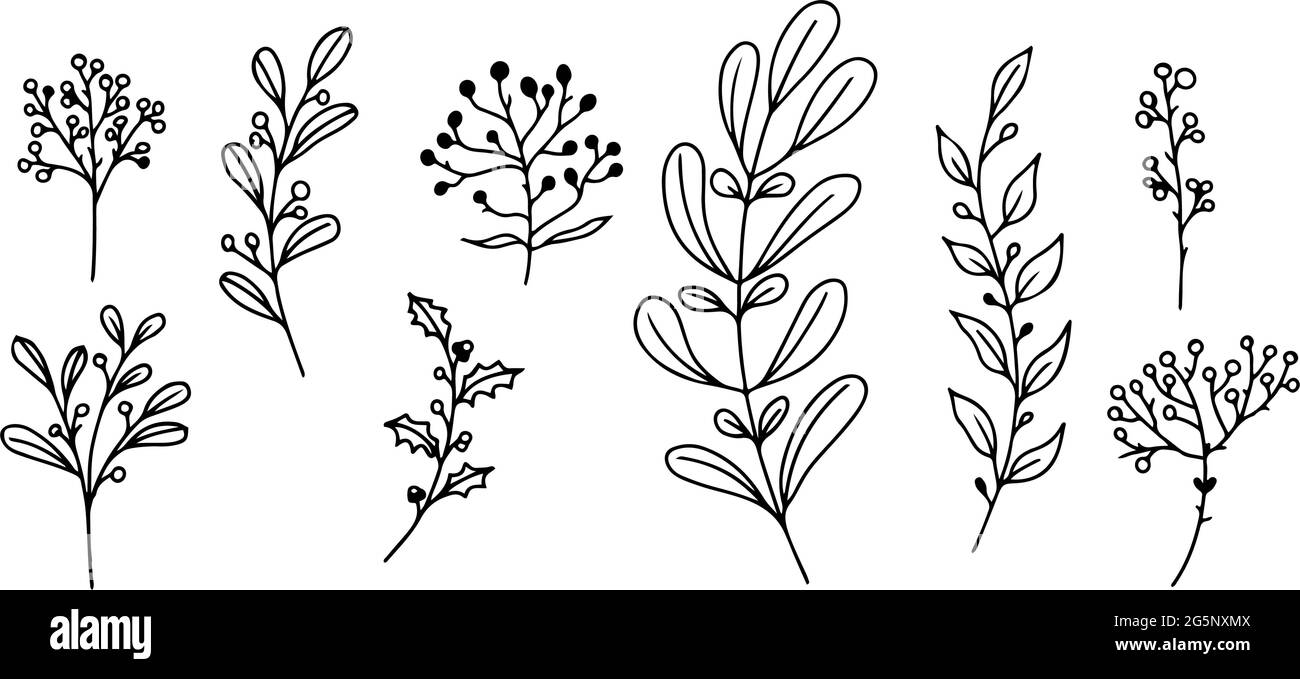 Ensemble d'éléments floraux dessinés à la main, de plantes et de branches d'oodle sur un fond blanc. Éléments de conception esqutifs. Illustrations vectorielles. Illustration de Vecteur