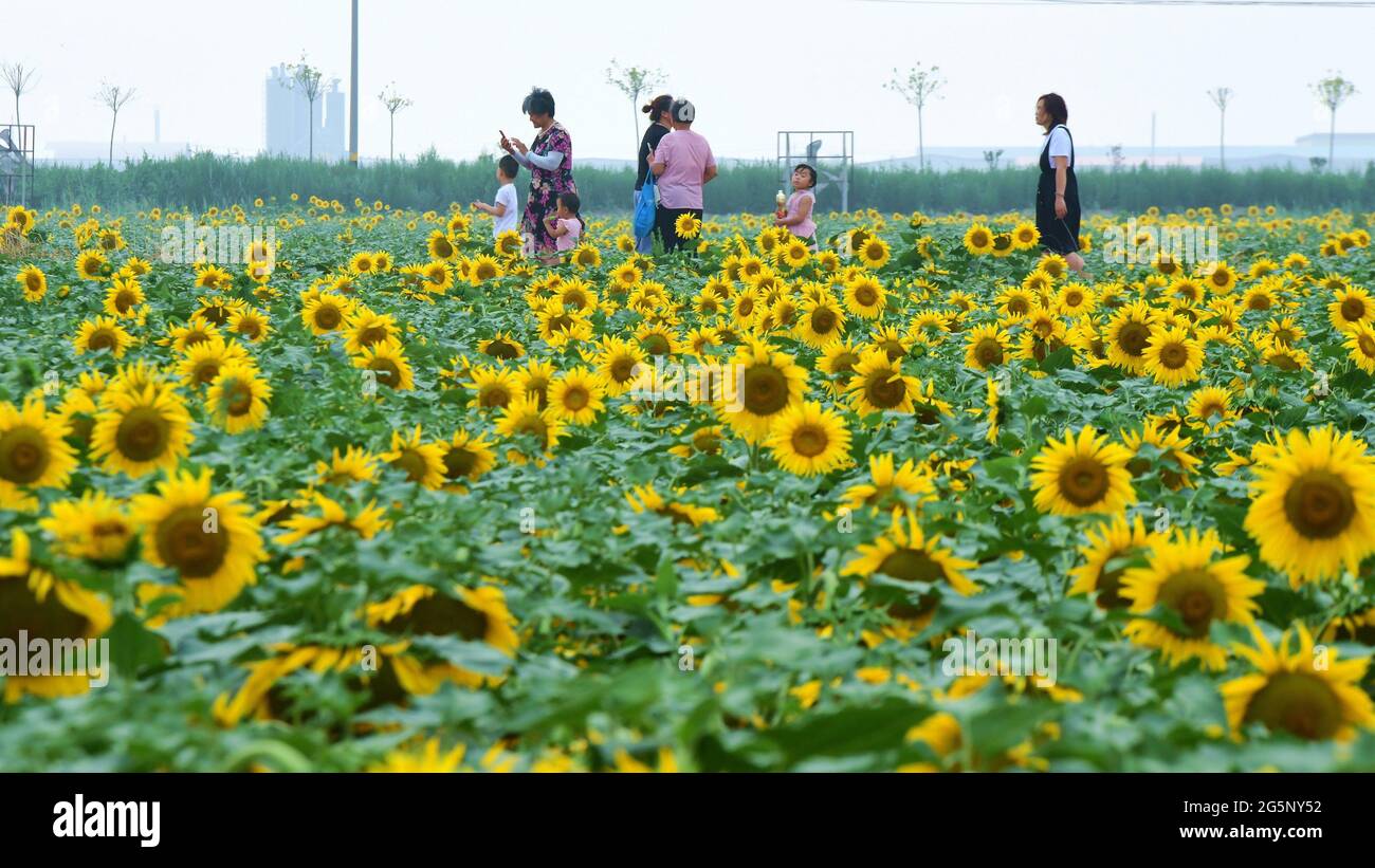 29 juin 2021, Binzhou, Binzhou, Chine : 28 juin, 2021, Binzhou, Shandong. Dans le village de Chujia, Binzhou City, plus de 100 hectares de tournesols coplantés dans le village sont ouverts au soleil, attirant un grand nombre de touristes à venir voir les fleurs. (Image crédit: © SIPA Asia via ZUMA Wire) Banque D'Images