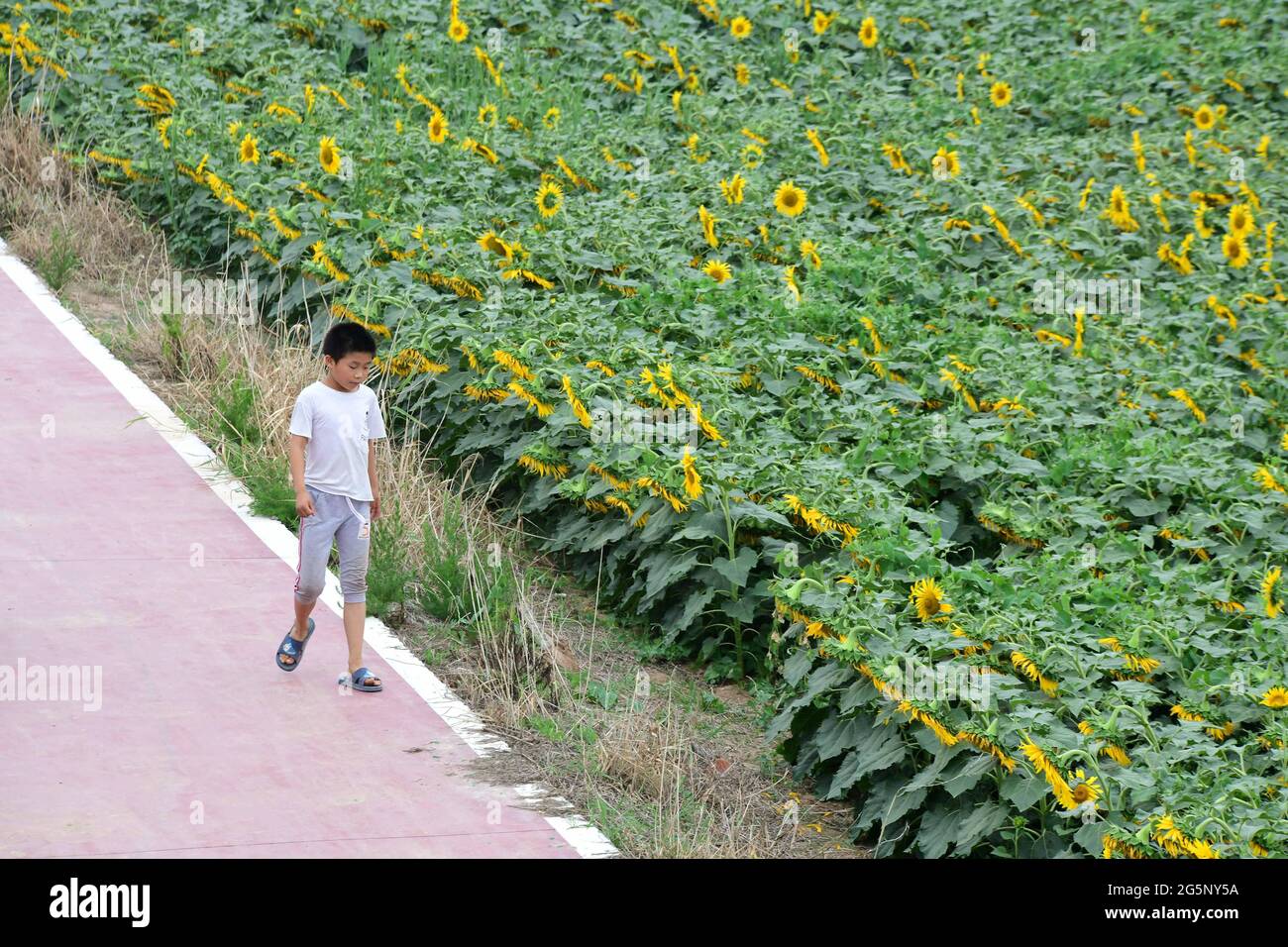 29 juin 2021, Binzhou, Binzhou, Chine : 28 juin, 2021, Binzhou, Shandong. Dans le village de Chujia, Binzhou City, plus de 100 hectares de tournesols coplantés dans le village sont ouverts au soleil, attirant un grand nombre de touristes à venir voir les fleurs. (Image crédit: © SIPA Asia via ZUMA Wire) Banque D'Images