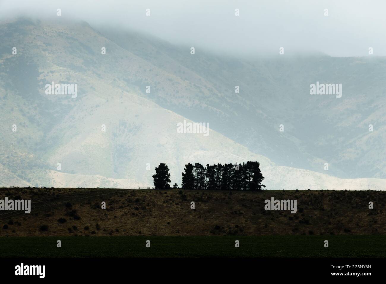 Arbres debout dans une rangée avec des montagnes de fond dans la brume, Wanaka, South Island Banque D'Images