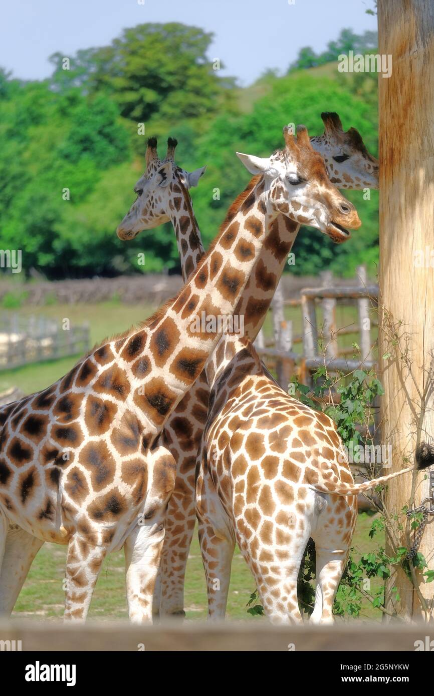 giraffe au zoo de prague en république tchèque Banque D'Images
