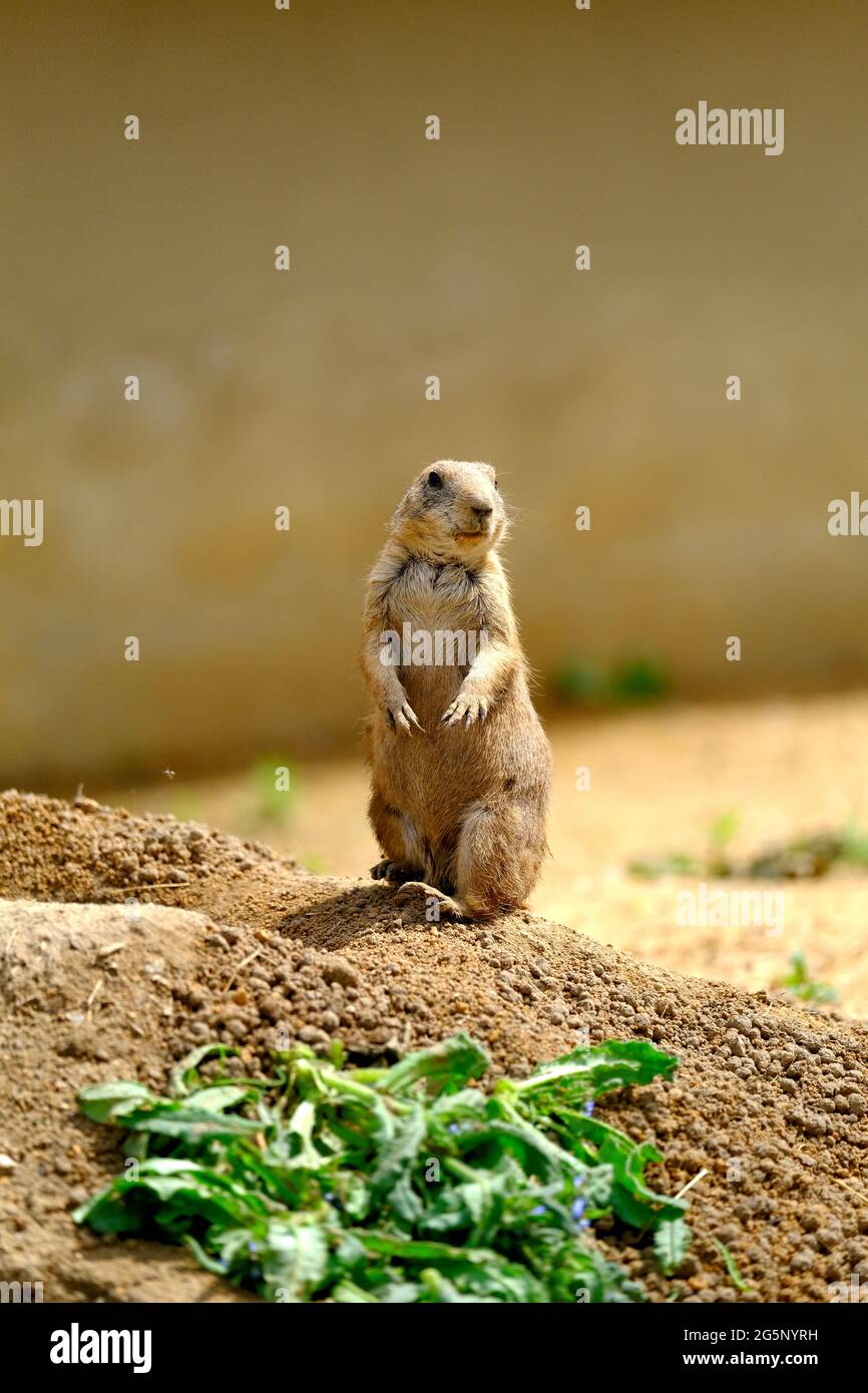 nature faune photo d'animal gentil Banque D'Images