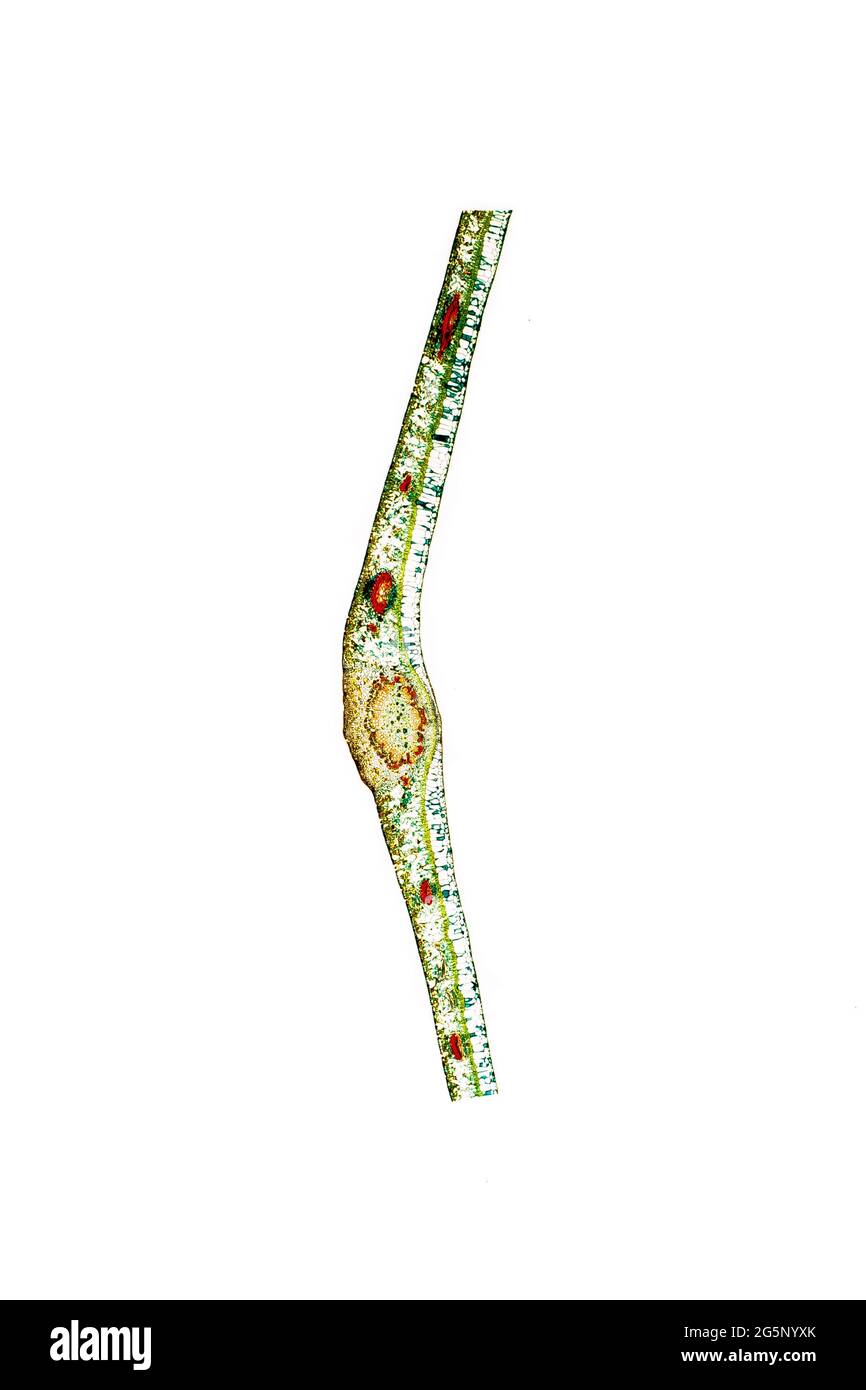 feuille de ficus elastica Banque D'Images