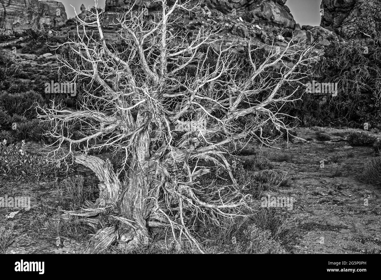 Le parc national Arches est un parc national situé dans l'est de l'Utah, aux États-Unis. Banque D'Images