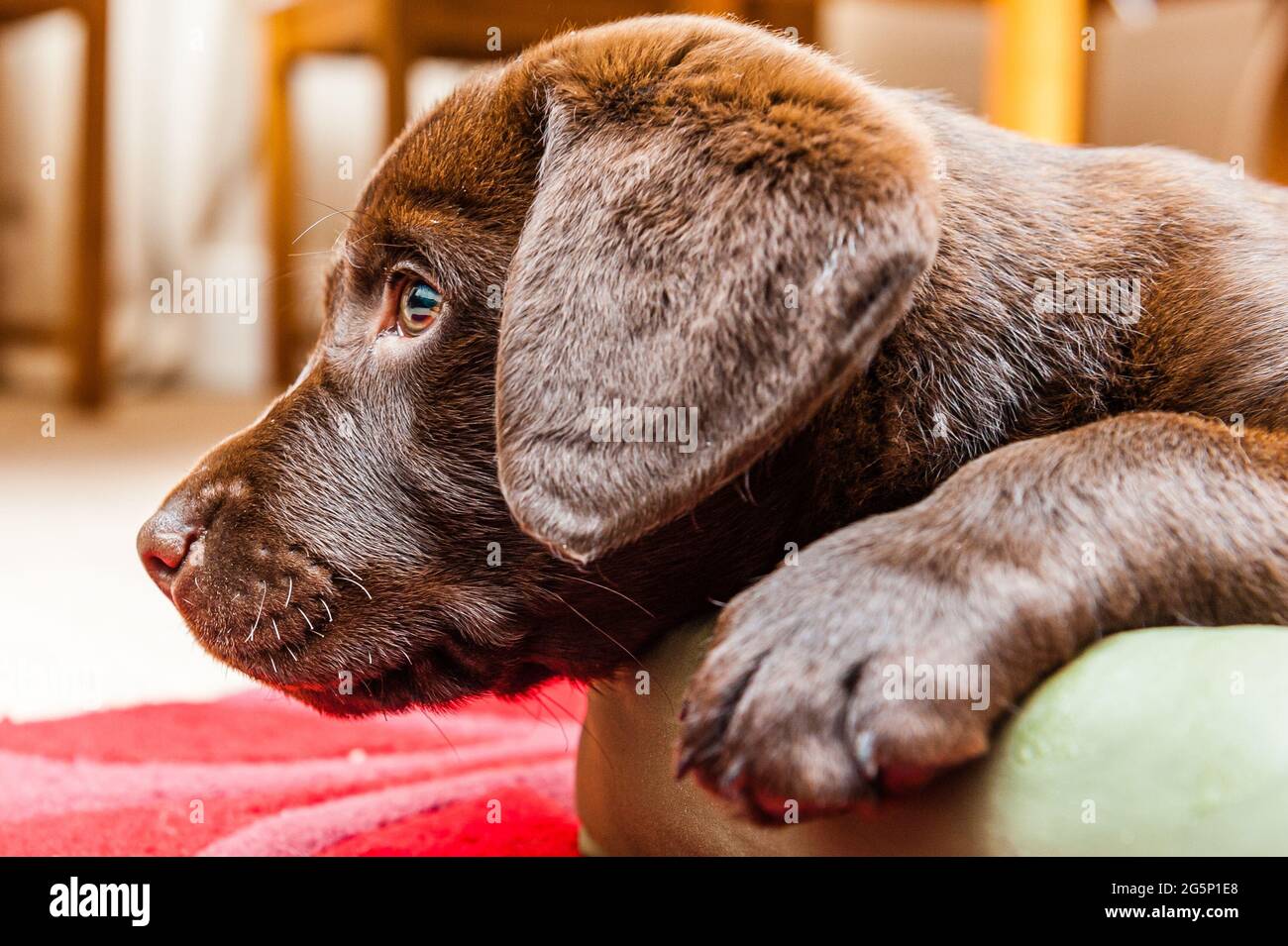 Images mignonnes d'un chiot de laboratoire de chocolat dans une salle de devant Banque D'Images