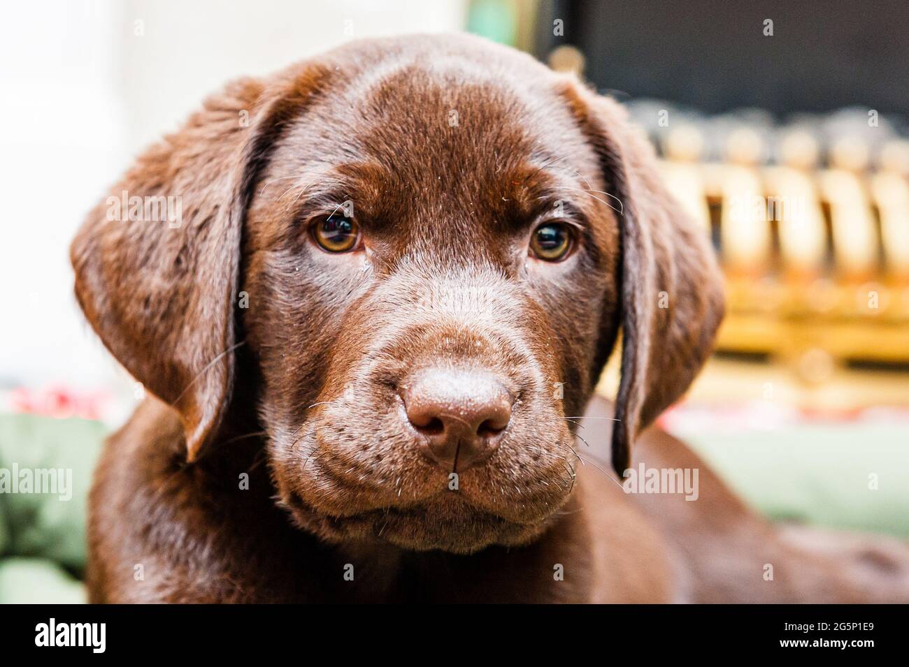 Images mignonnes d'un chiot de laboratoire de chocolat dans une salle de devant Banque D'Images