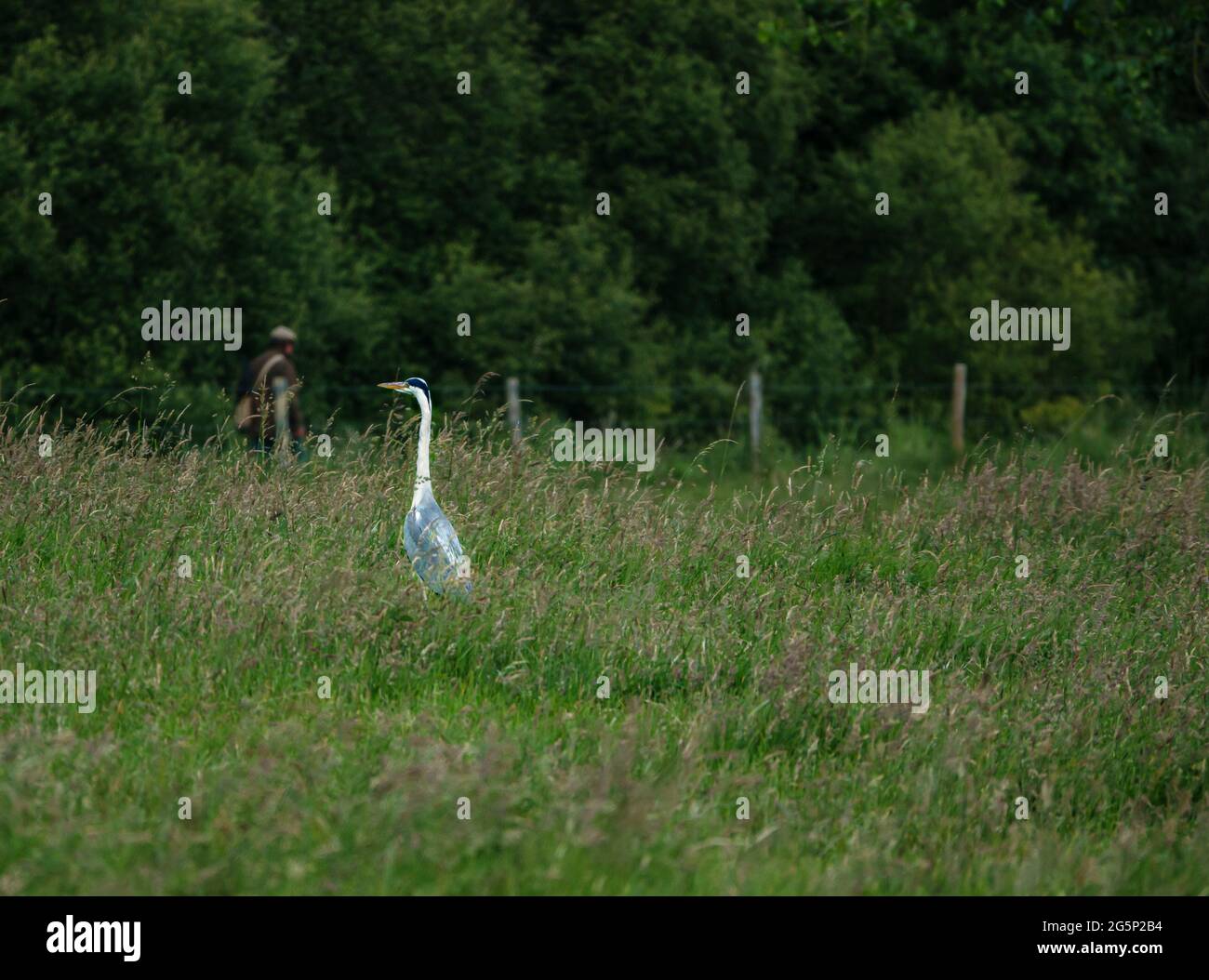 un héron est à l'affût dans un champ d'herbe longue tandis que le pêcheur de mouche patrouille sur la rive de la rivière au loin Banque D'Images