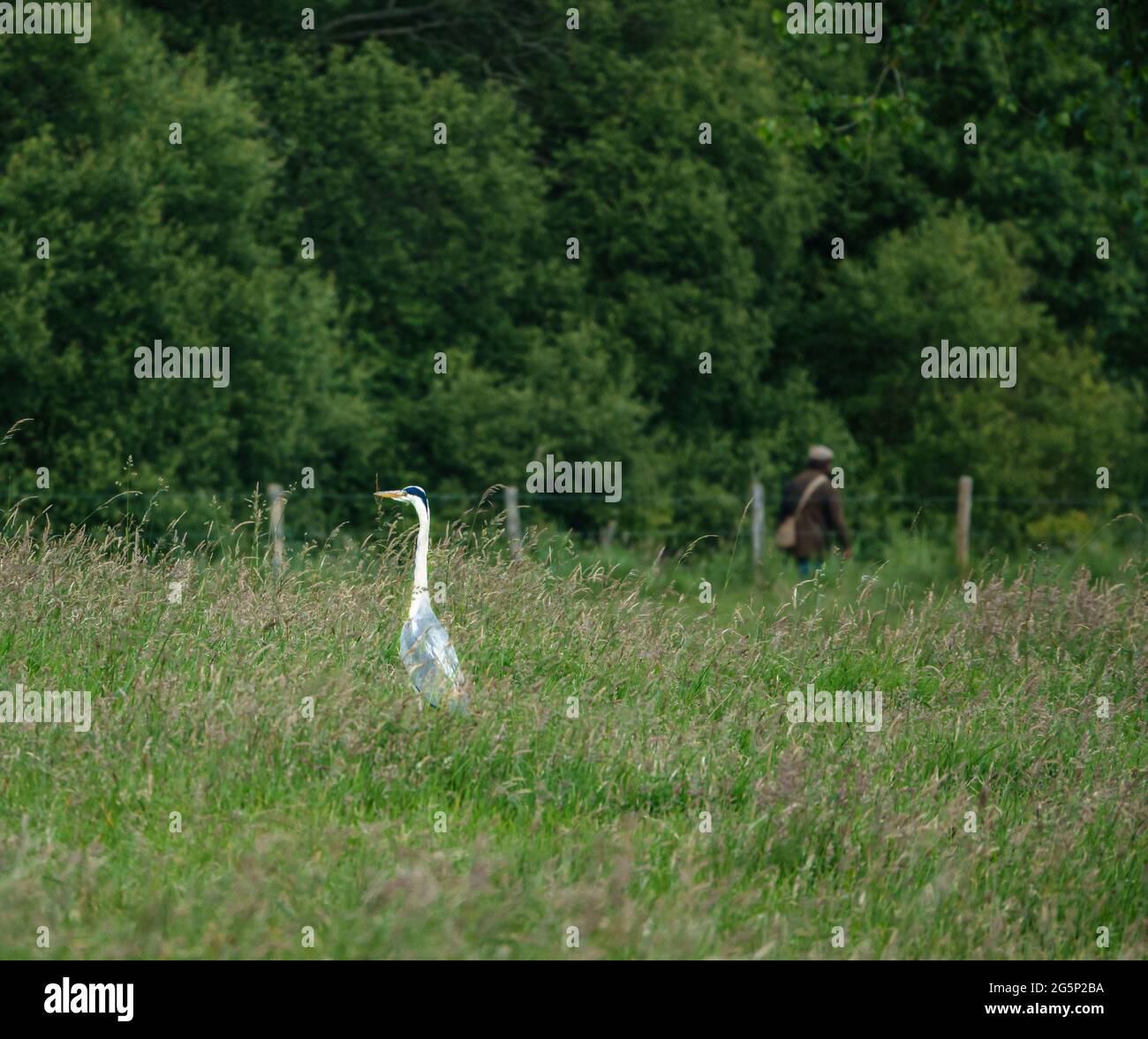 un héron est à l'affût dans un champ d'herbe longue tandis que le pêcheur de mouche patrouille sur la rive de la rivière au loin Banque D'Images