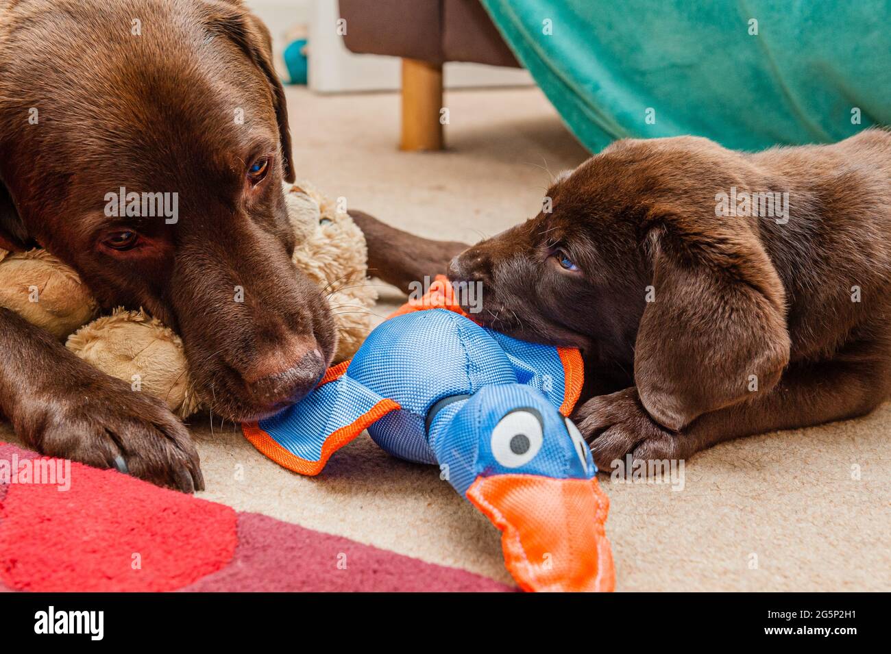 Laboratoire de chocolat pour adultes jouant avec un chiot de laboratoire de chocolat à l'intérieur avec des jouets dans une salle à l'avant Banque D'Images